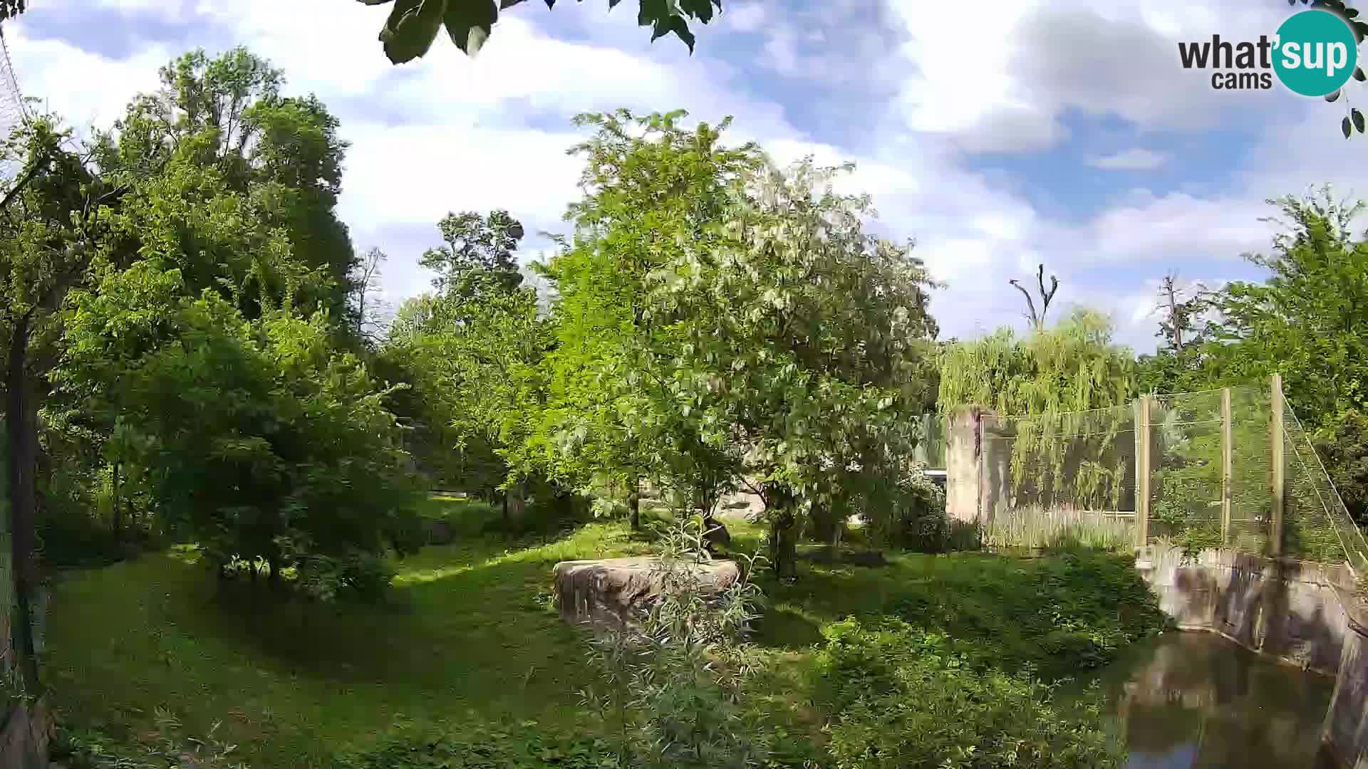 Zoo Zagreb – Lion