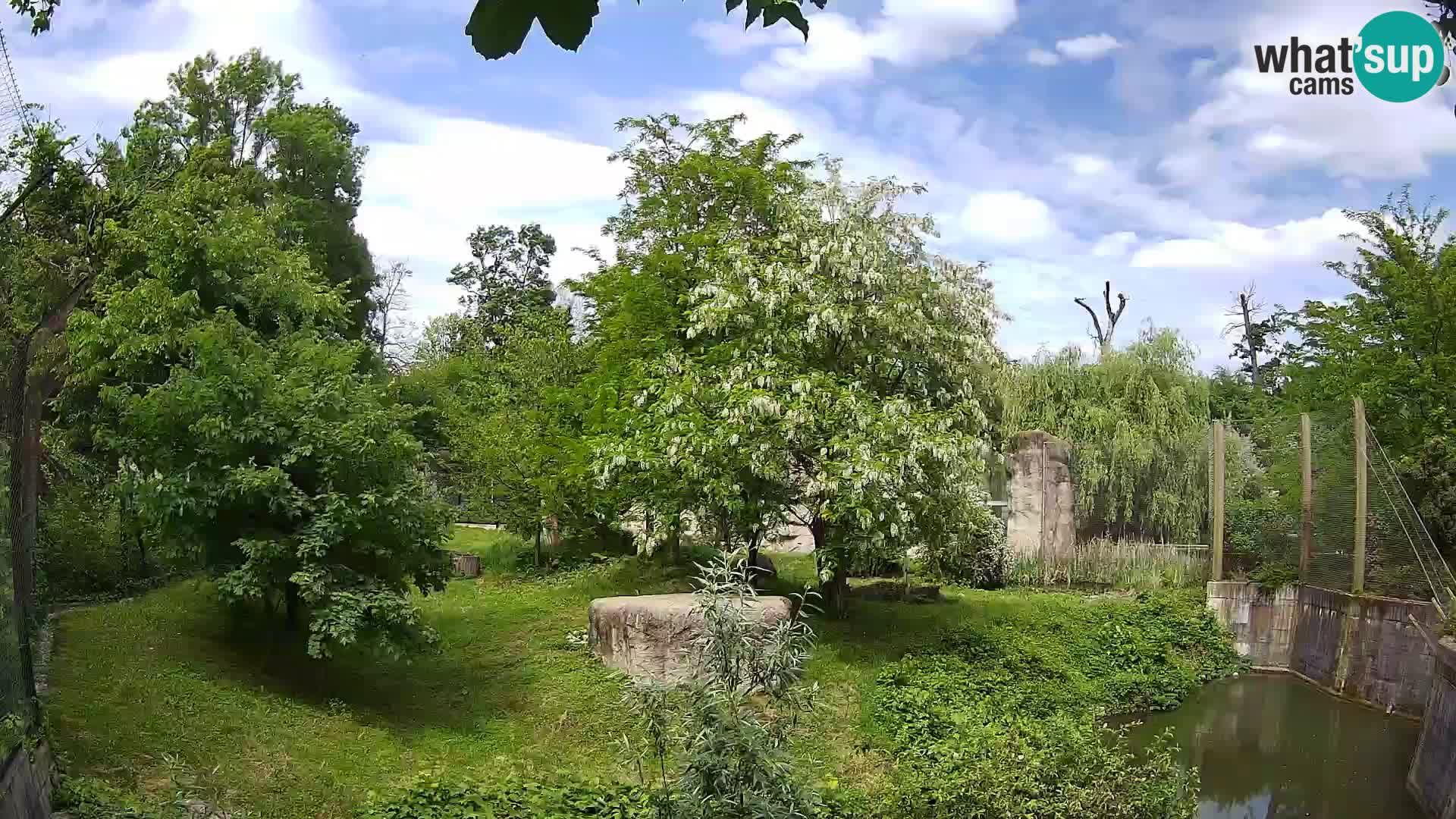 Zoo Zagreb – Lion
