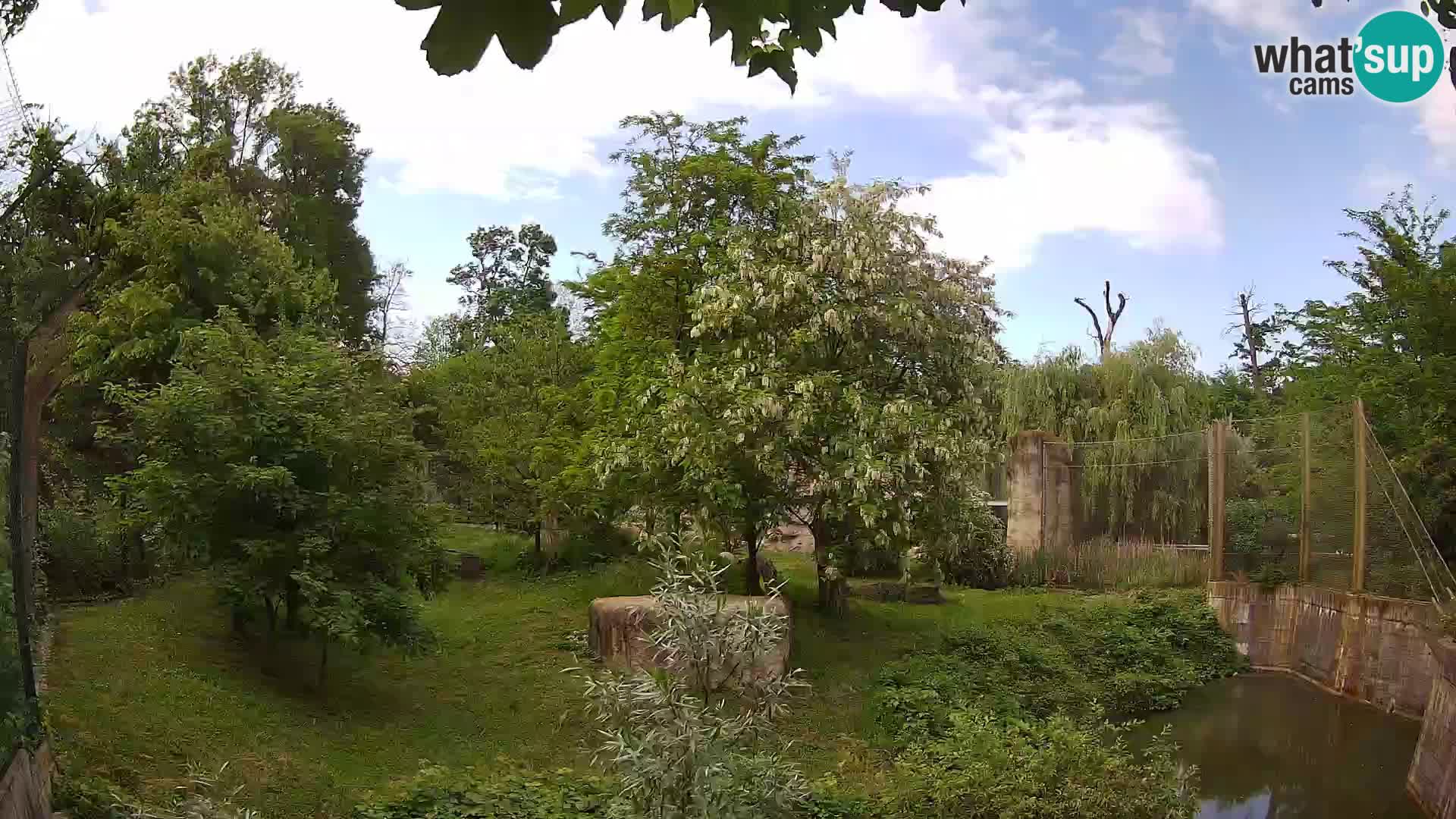 Zoo Zagreb – Lion