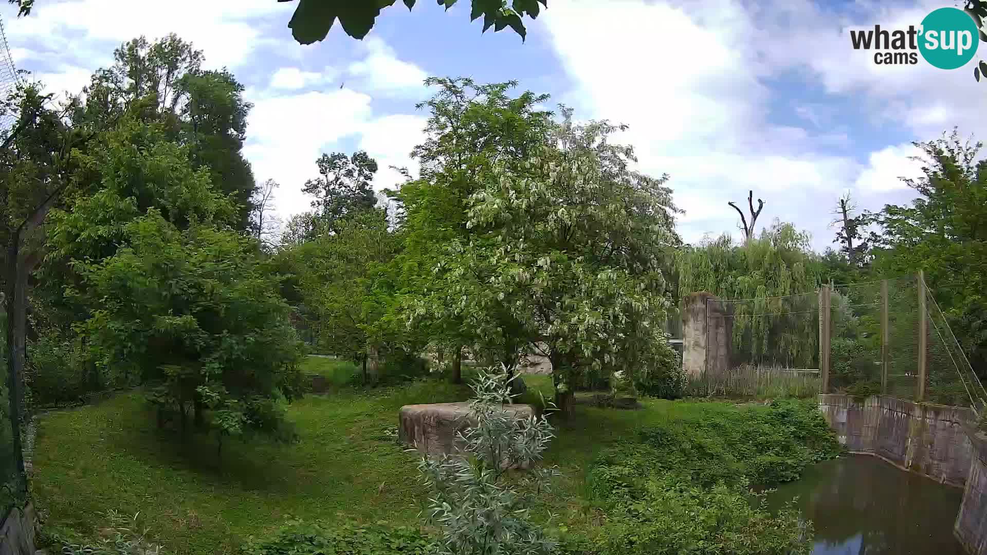 Zoo Zagreb – Lavovi