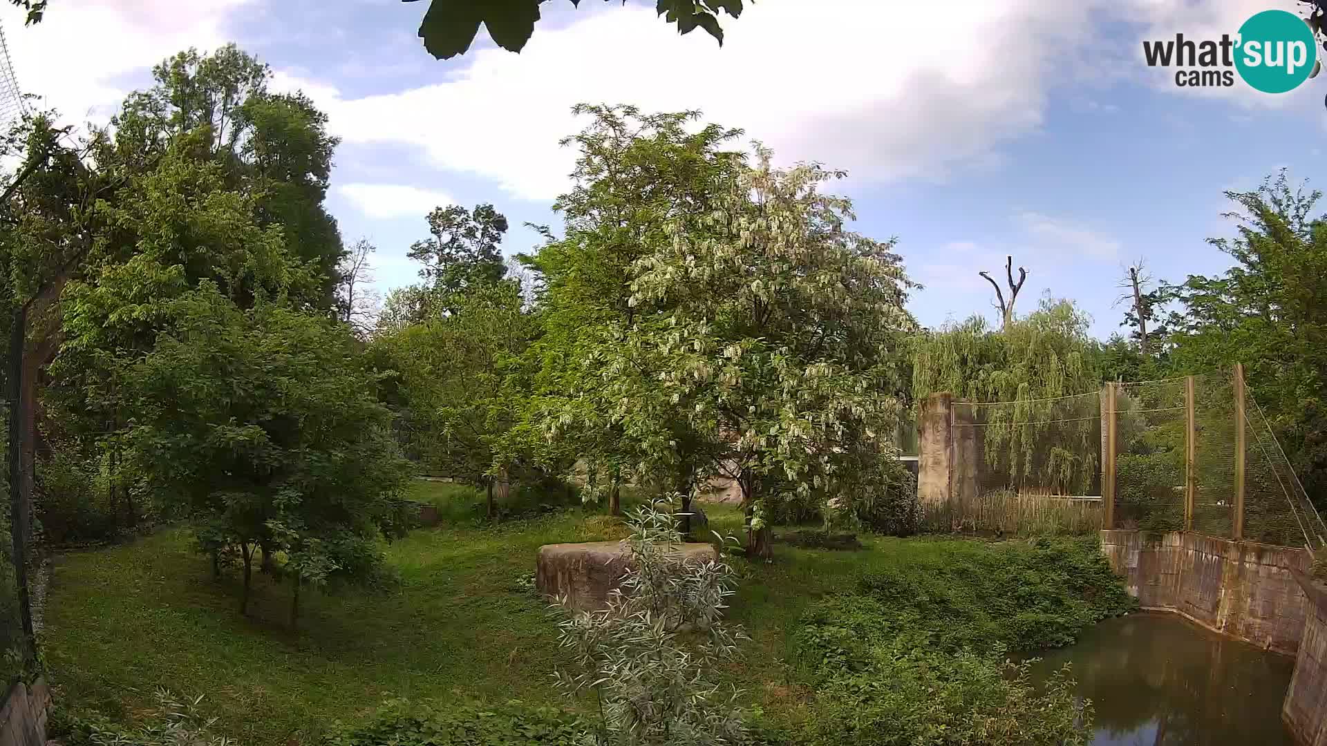 Zoo Zagreb – Lavovi
