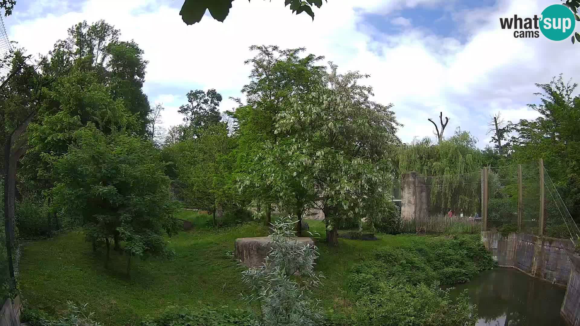 Spletna kamera Zoo Zagreb – Levi
