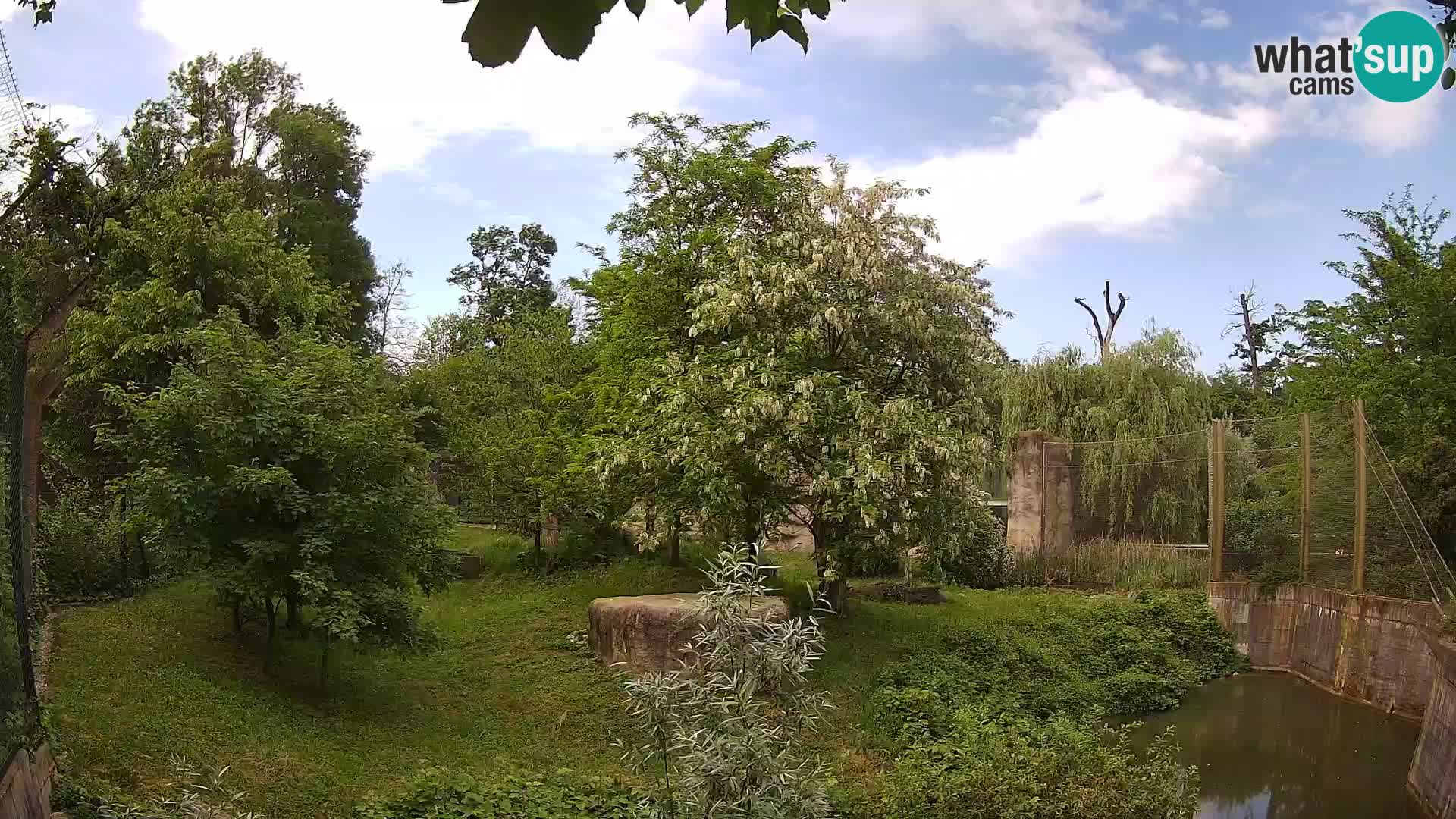 Zoo Zagreb – Lion