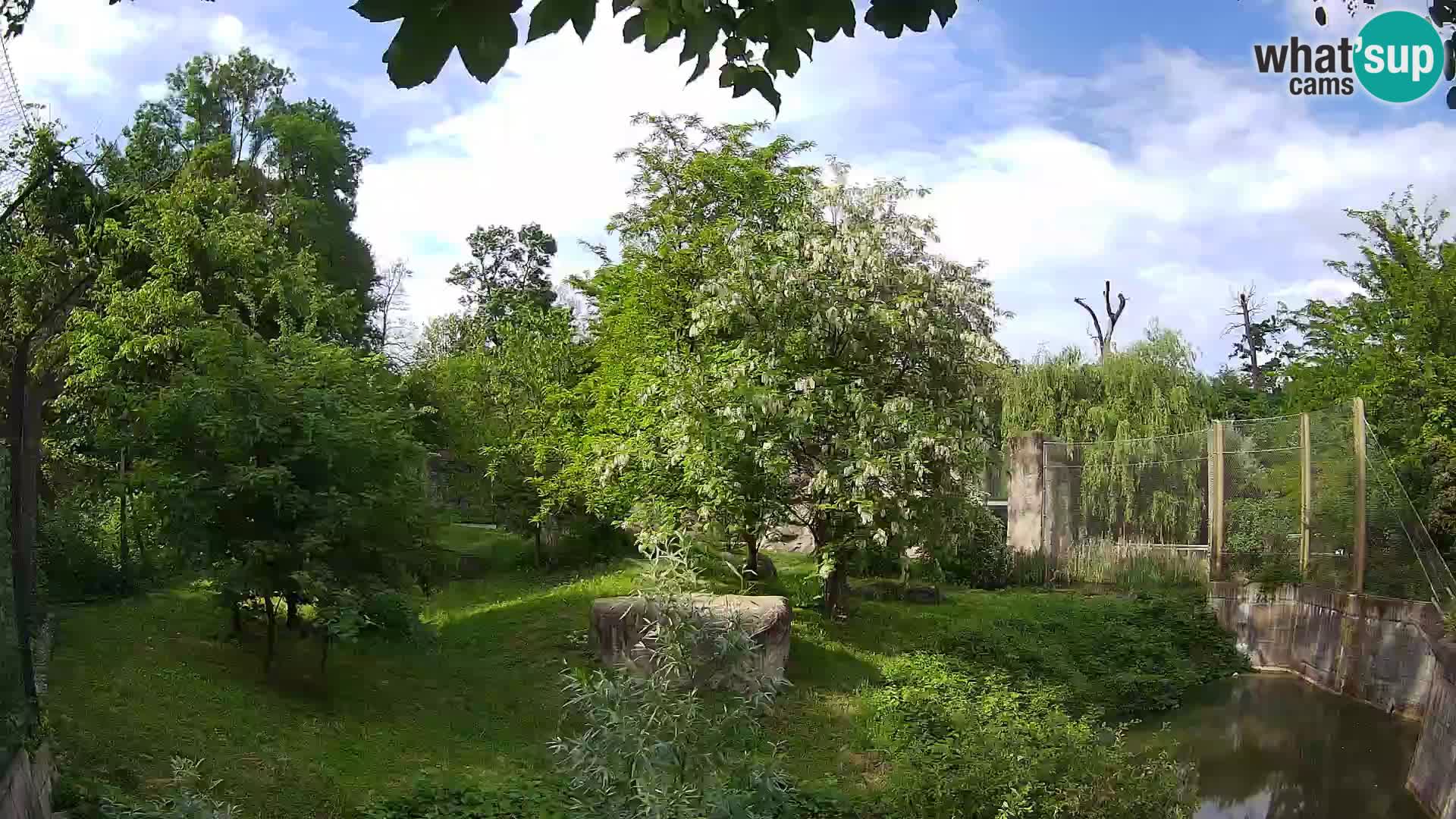 Zoo Zagreb – Lion