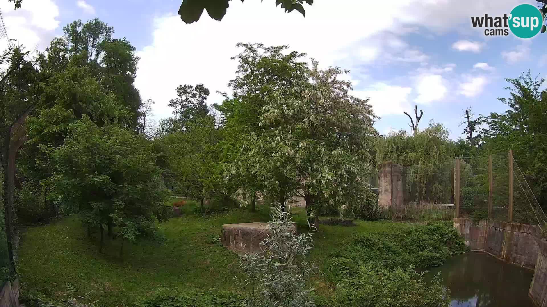 Zoo Zagreb – Lion