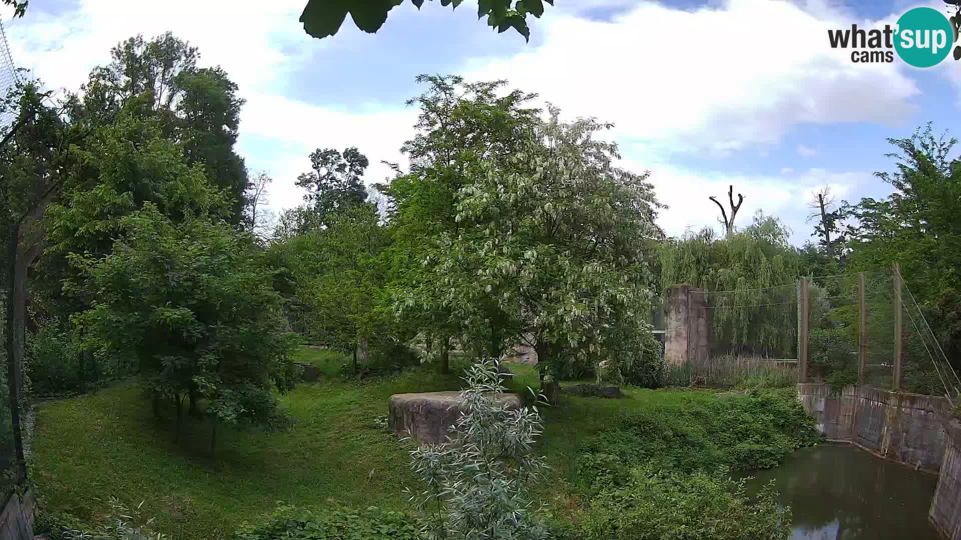 Zoo Zagreb – Lion