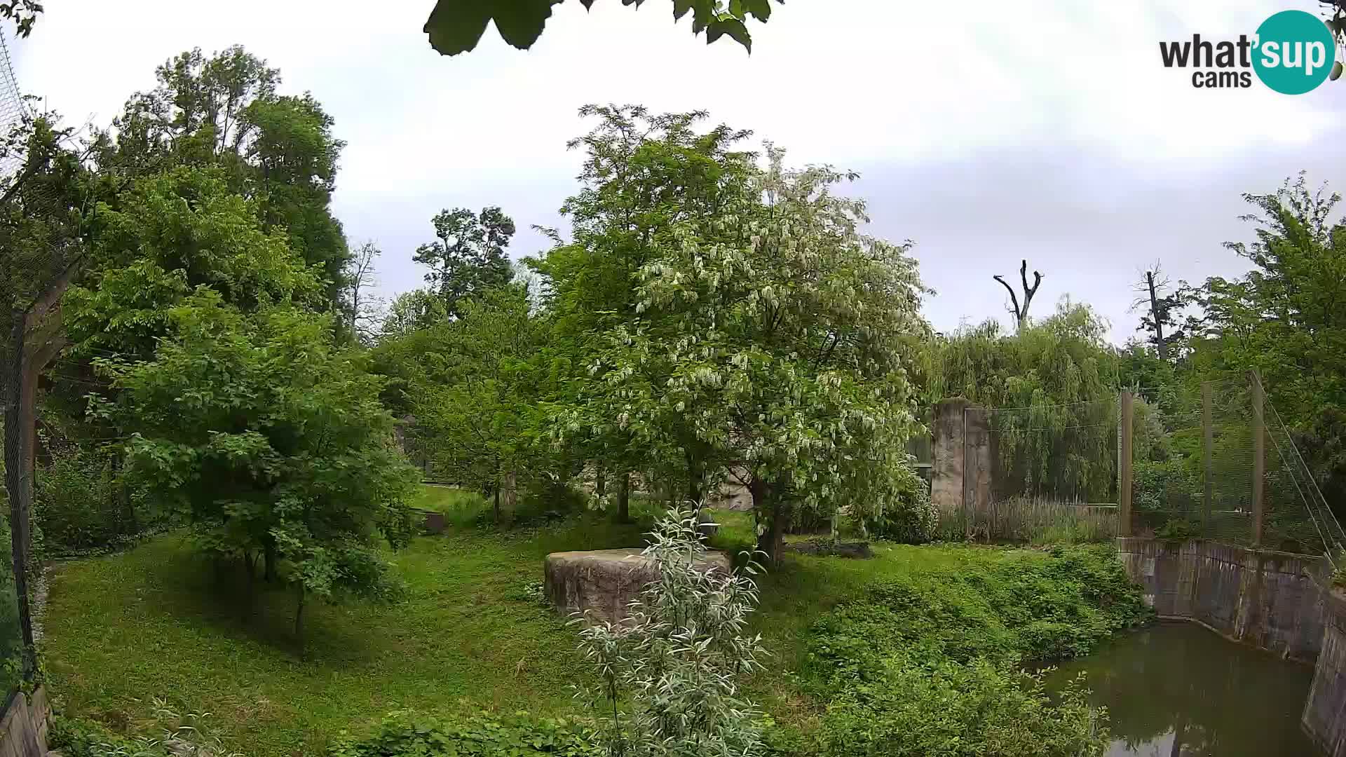 Spletna kamera Zoo Zagreb – Levi