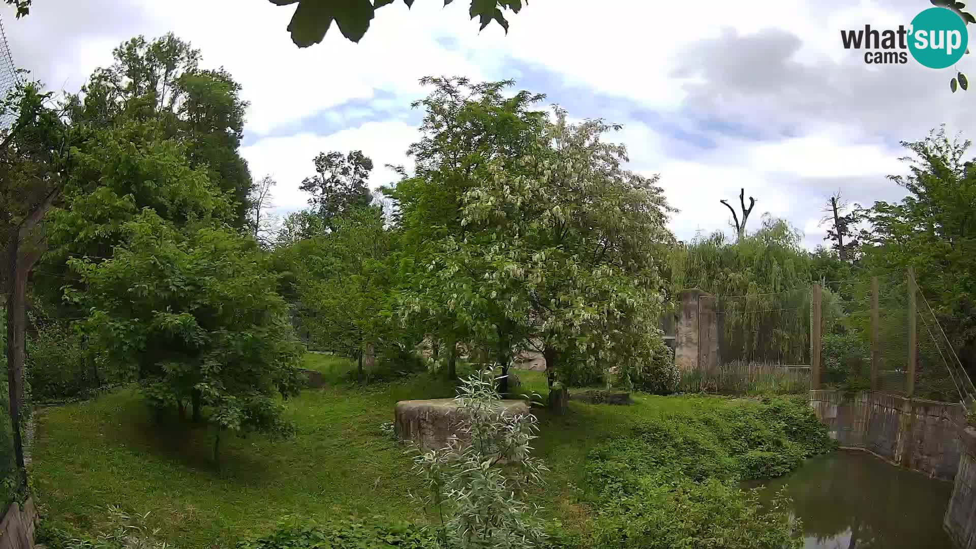 Zoo Zagreb – Lavovi