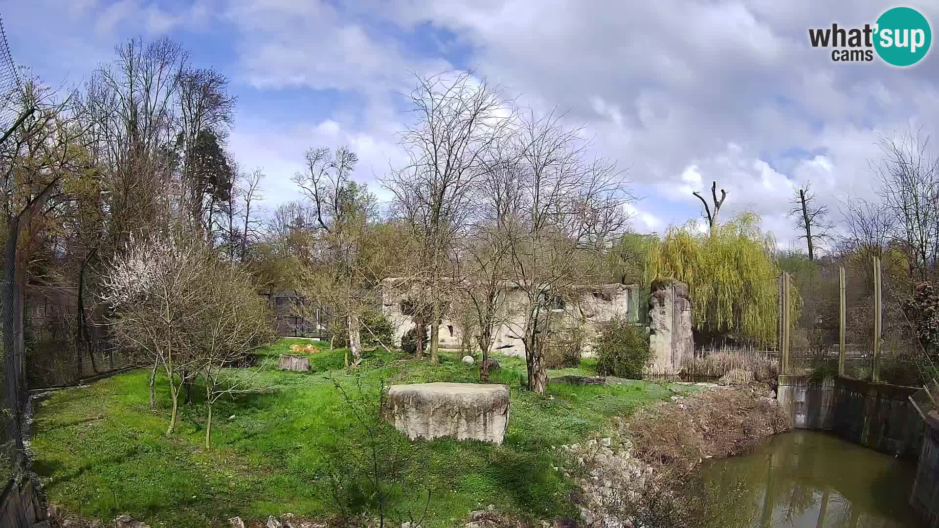 Spletna kamera Zoo Zagreb – Levi