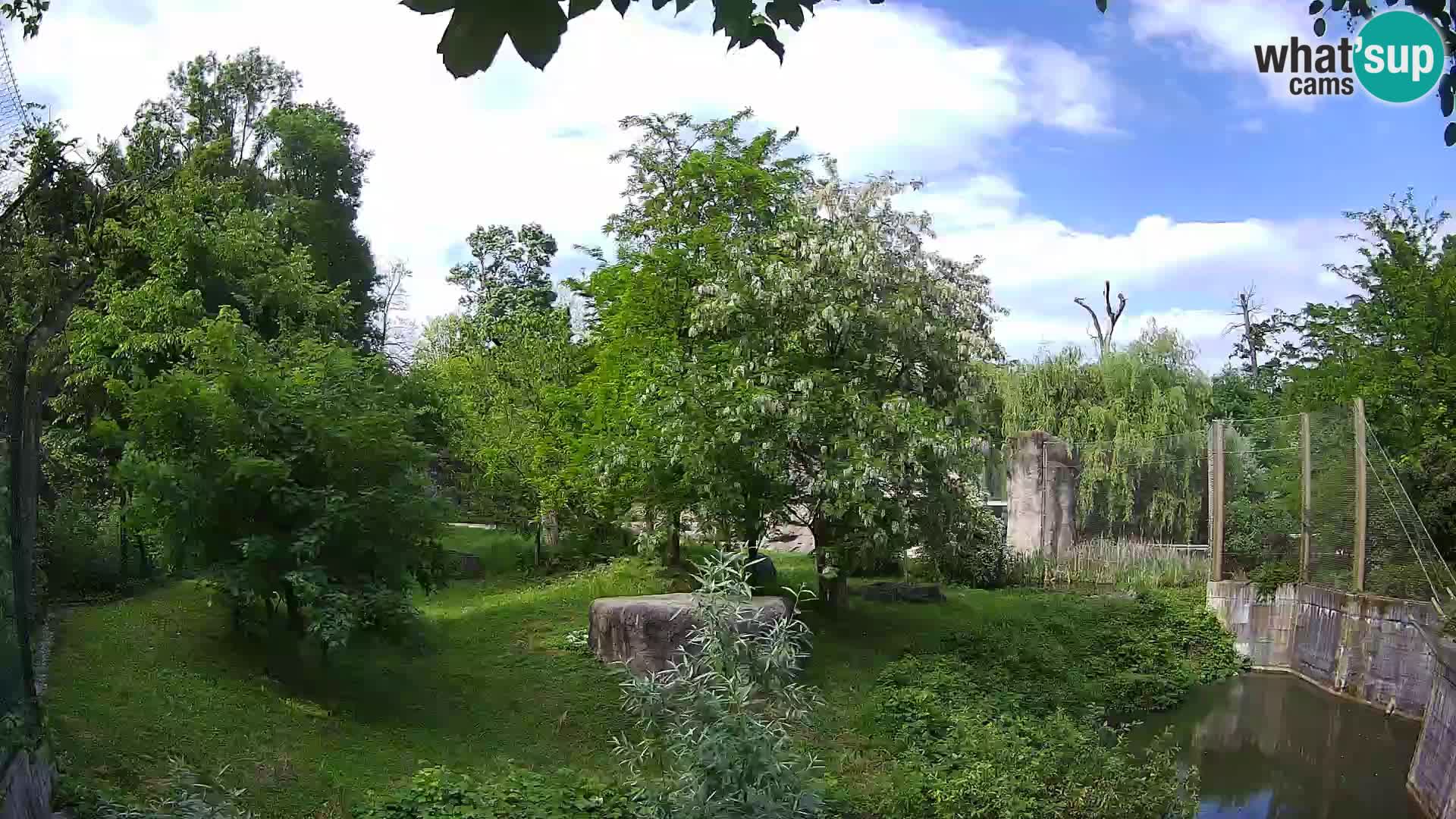 Zoo Zagreb – Lavovi