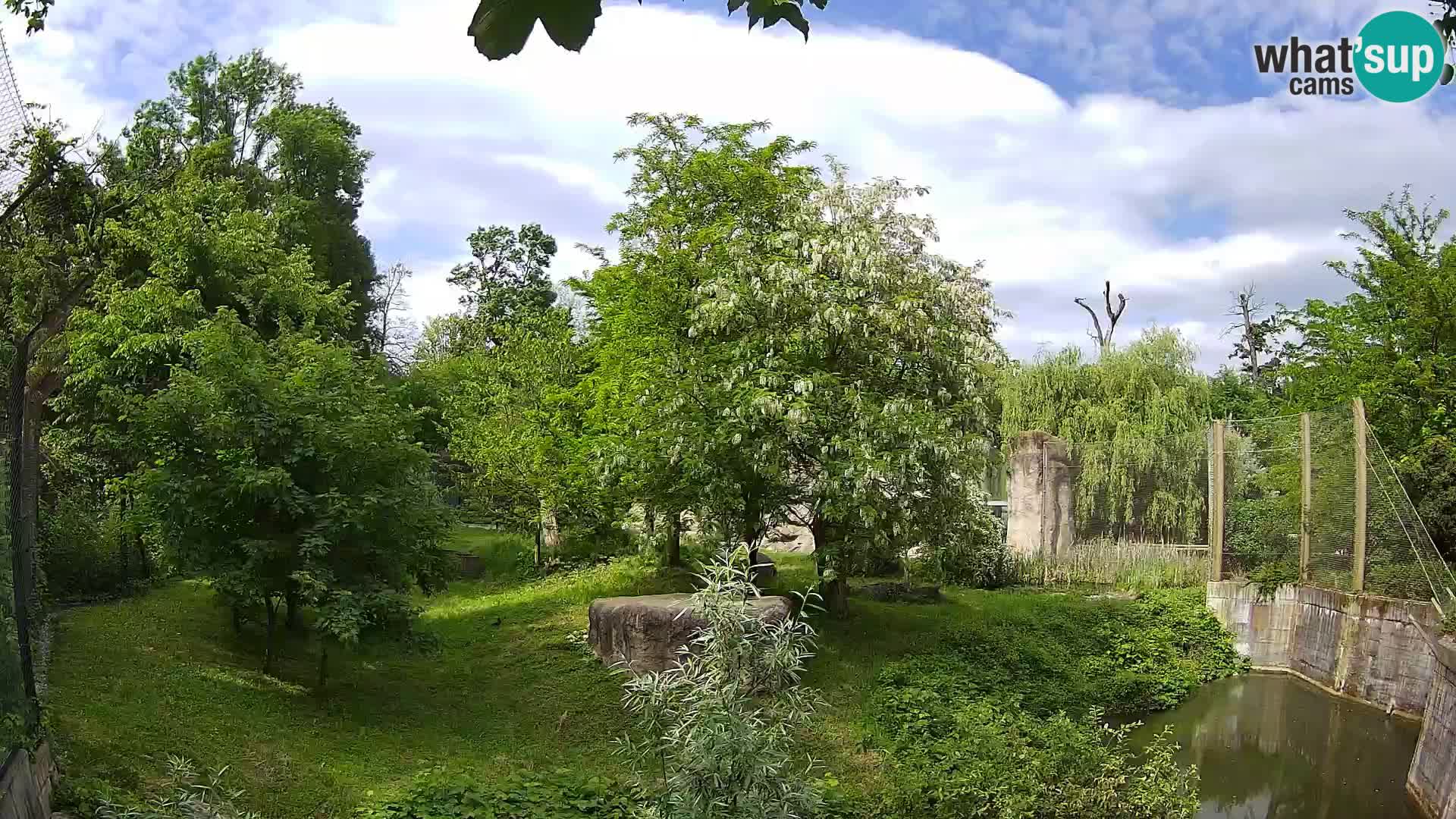 Zoo Zagreb – Lavovi