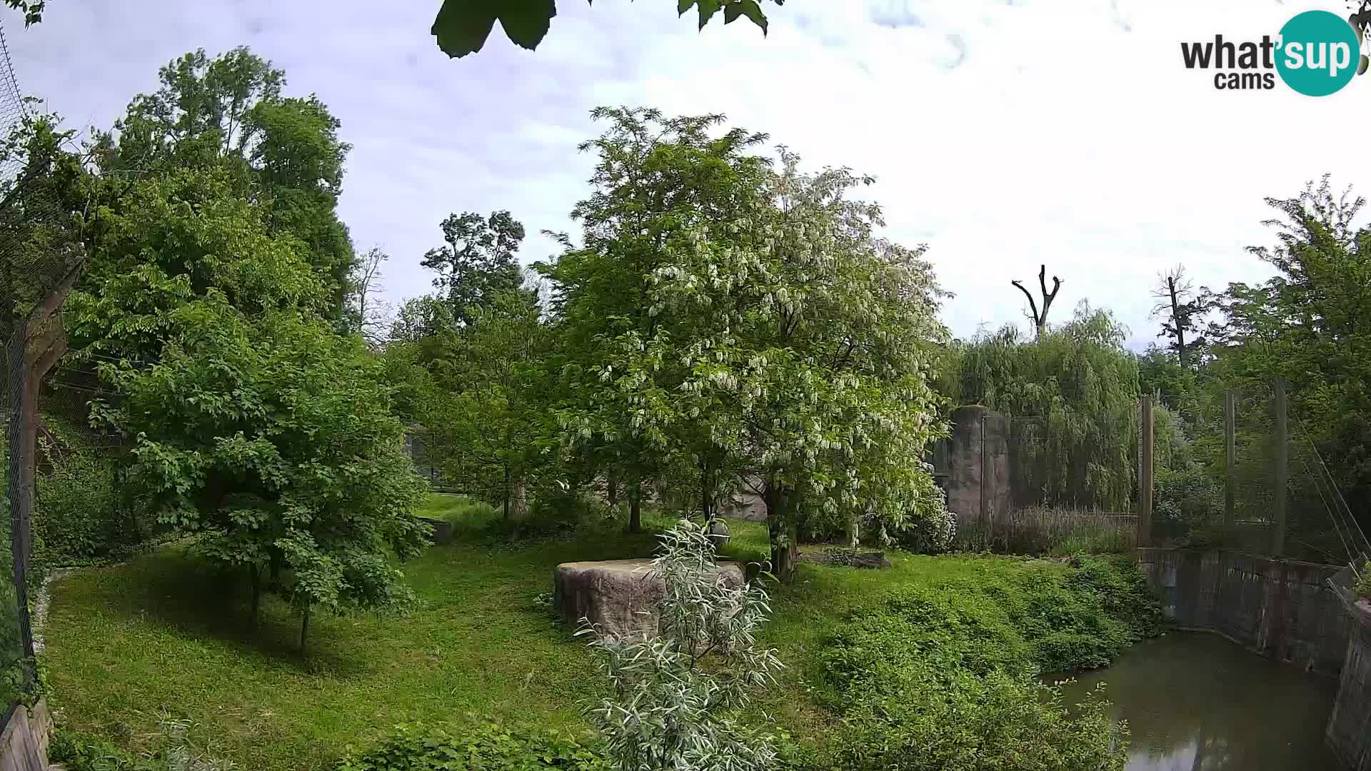 Zoo Zagreb – Lion