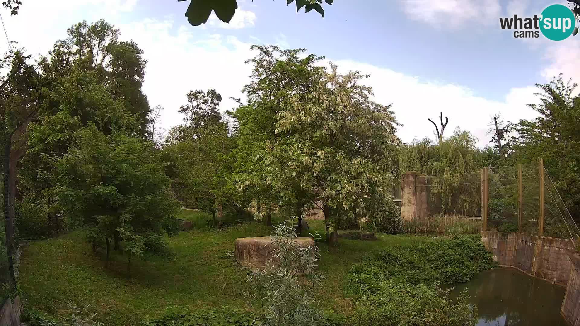 Zoo Zagreb – Lion