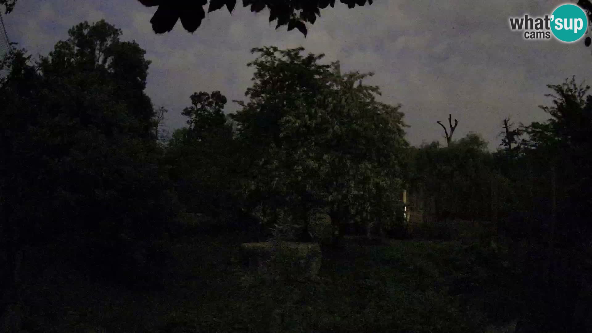 Spletna kamera Zoo Zagreb – Levi