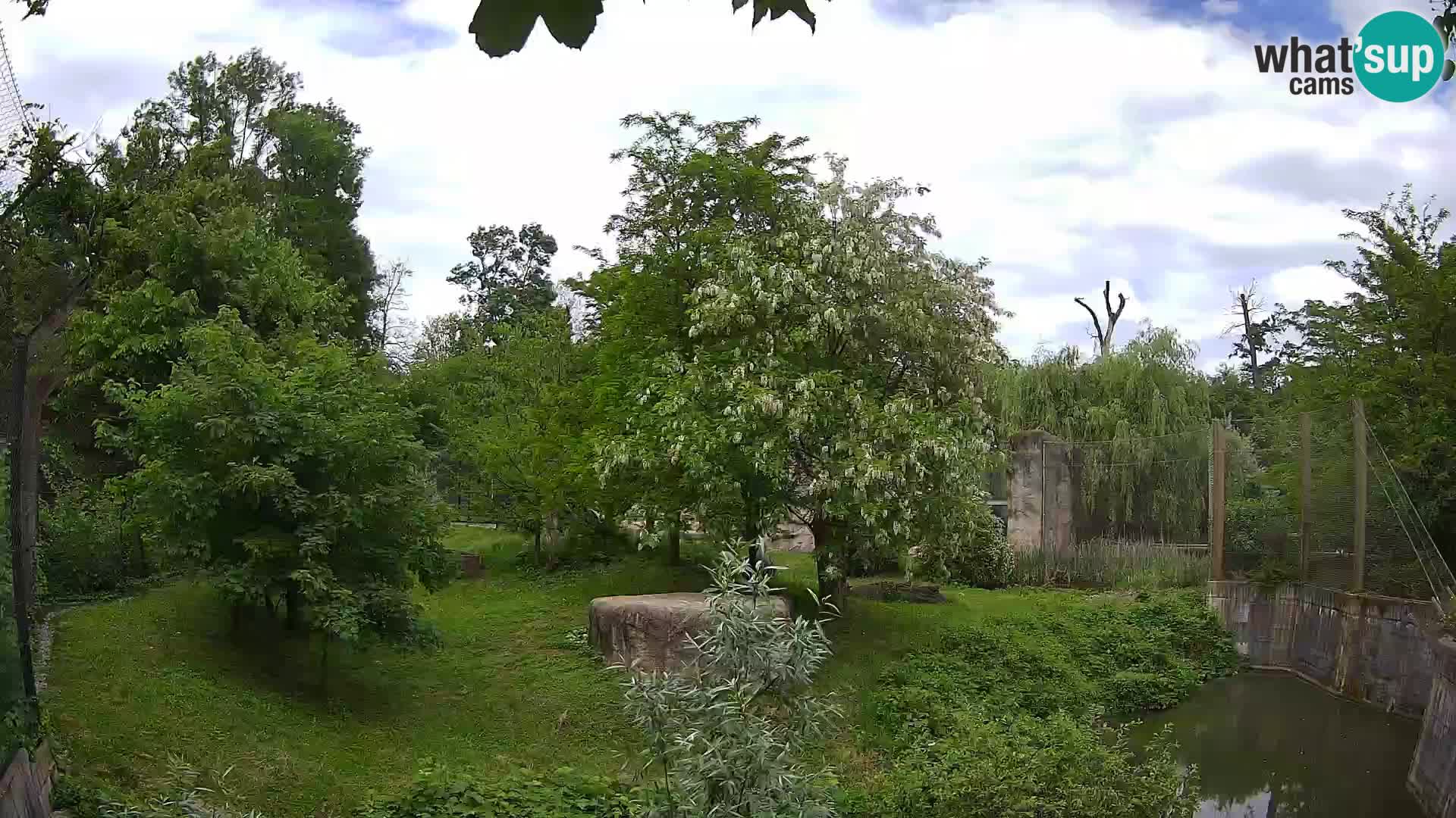 Zoo Zagreb – Lavovi