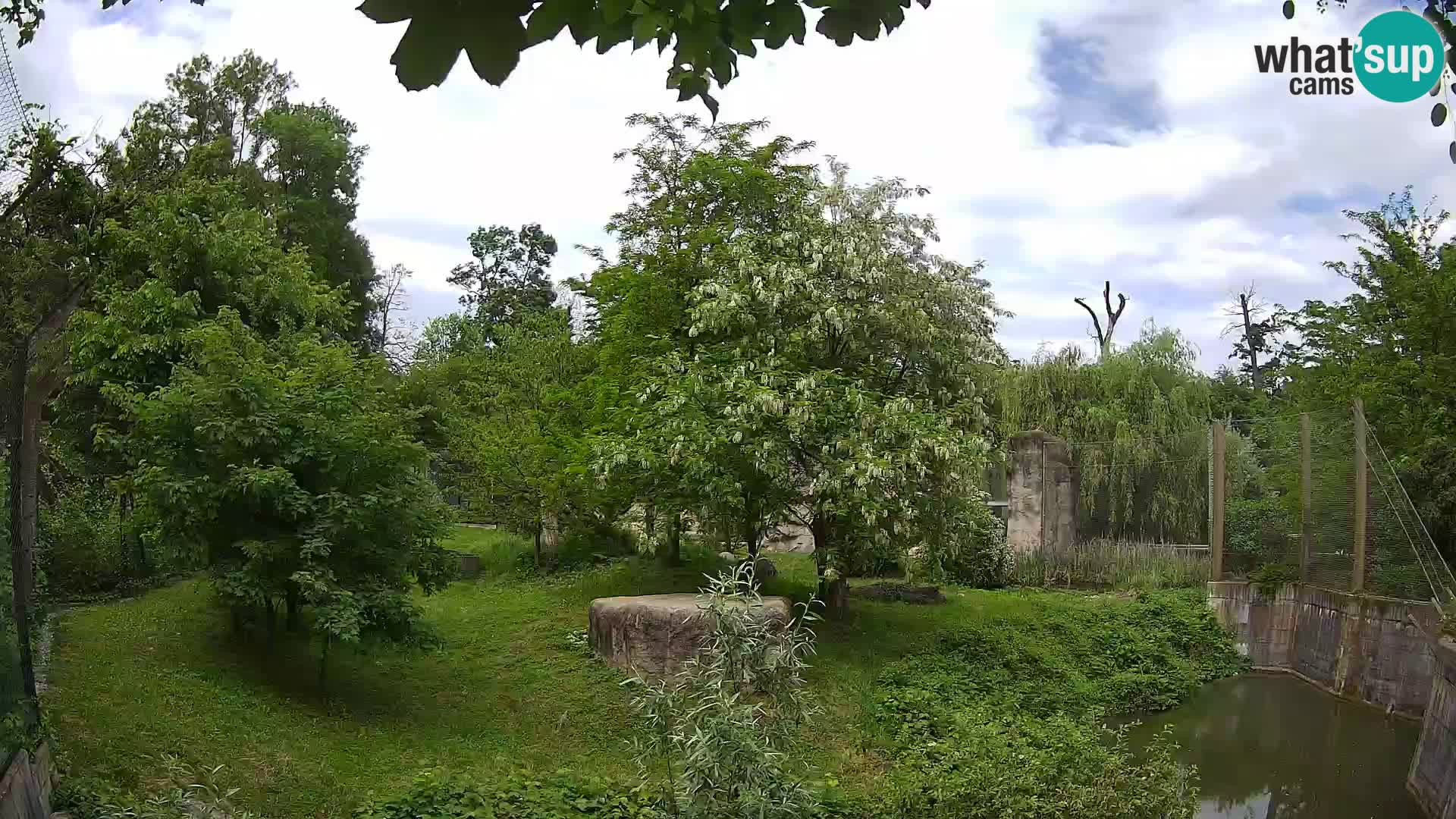 Zoo Zagreb – Lion