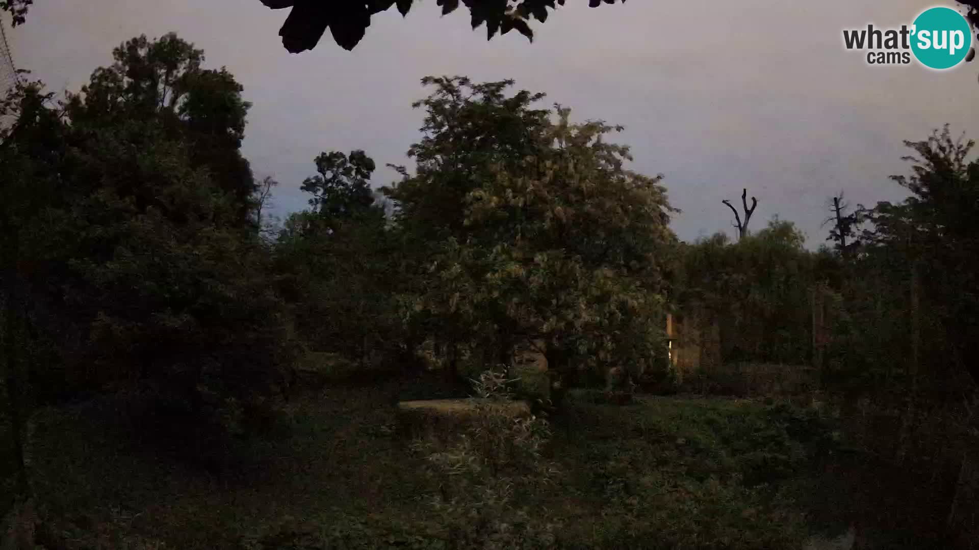 Zoo Zagreb – Löwen