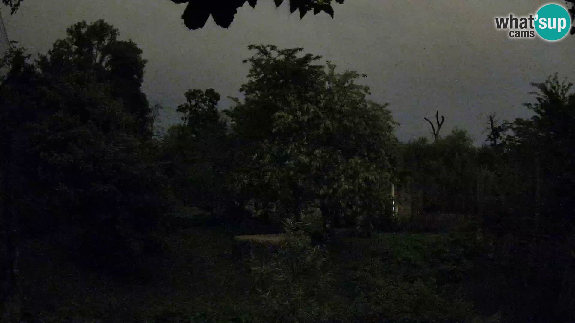 Spletna kamera Zoo Zagreb – Levi