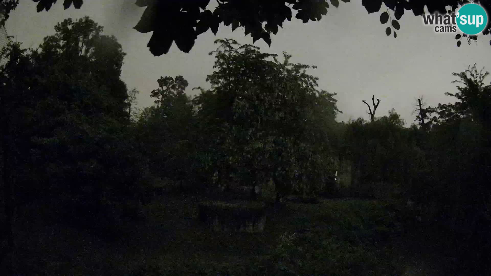 Zoo Zagreb – Löwen