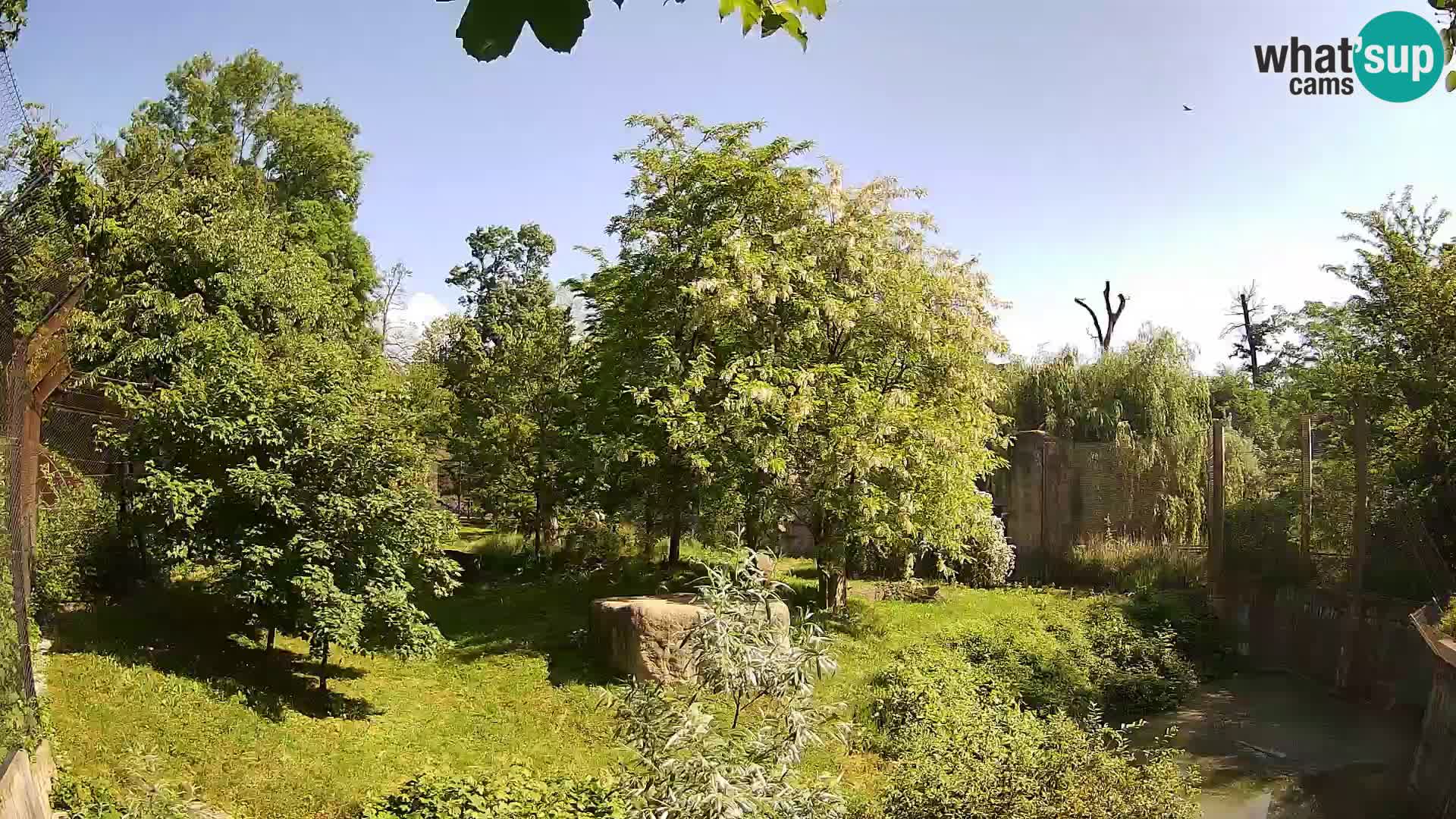 Zoo Zagreb – Lion