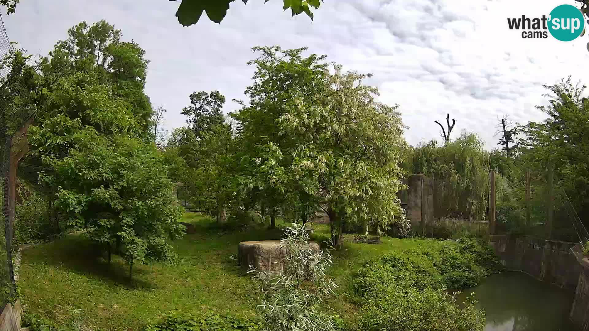 Spletna kamera Zoo Zagreb – Levi