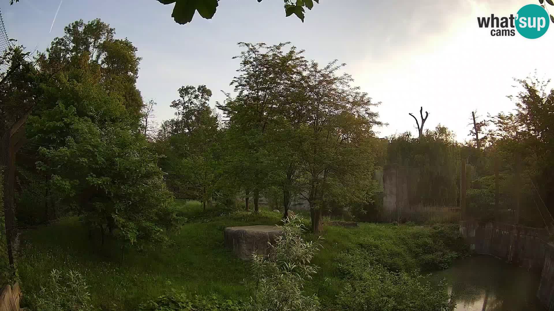 Spletna kamera Zoo Zagreb – Levi