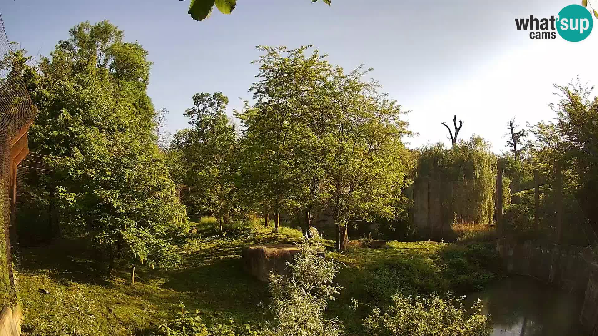 Zoo Zagreb – Lavovi