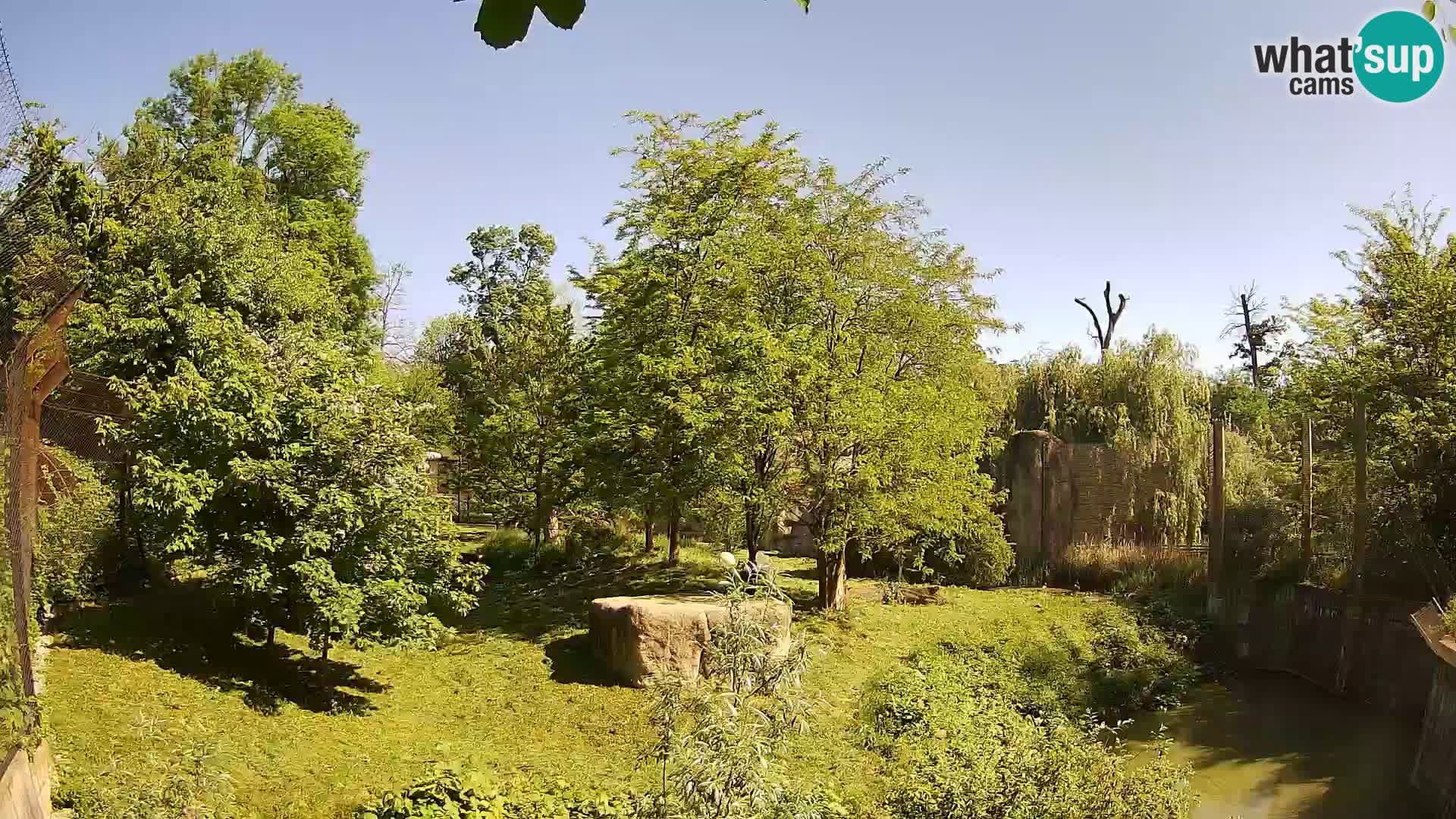 Zoo Zagreb – Lion