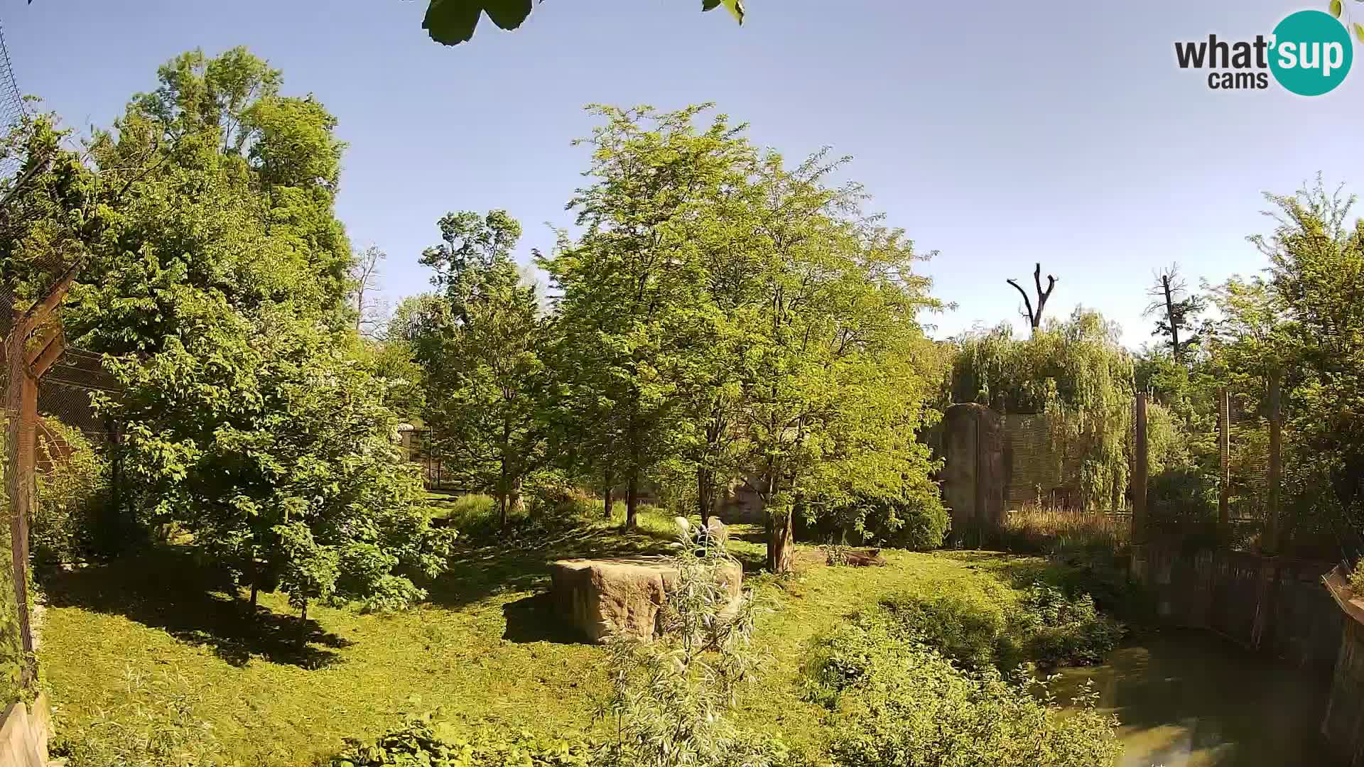 Zoo Zagreb – Lion