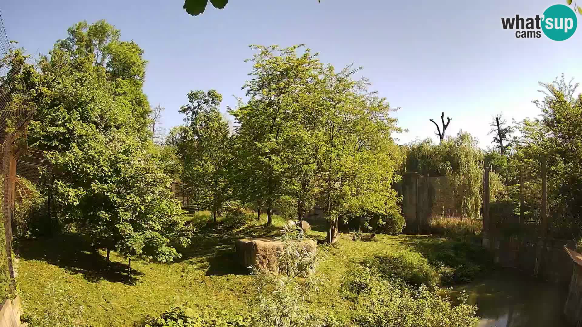 Zoo Zagreb – Lion
