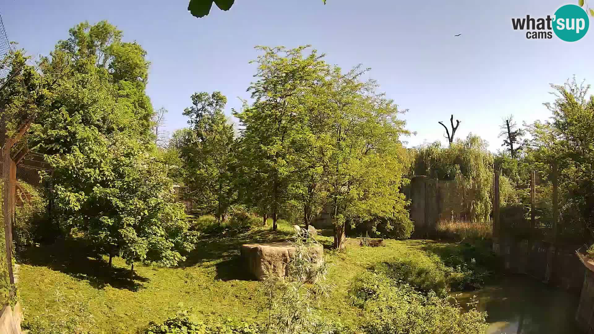 Zoo Zagreb – Lion