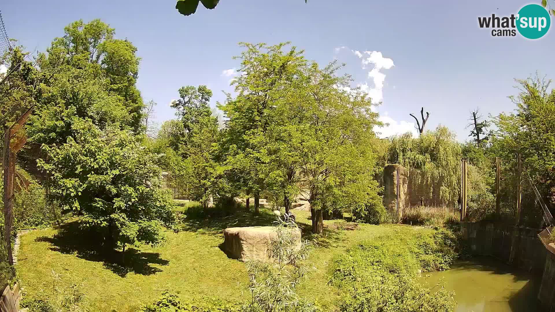 Zoo Zagreb – Löwen
