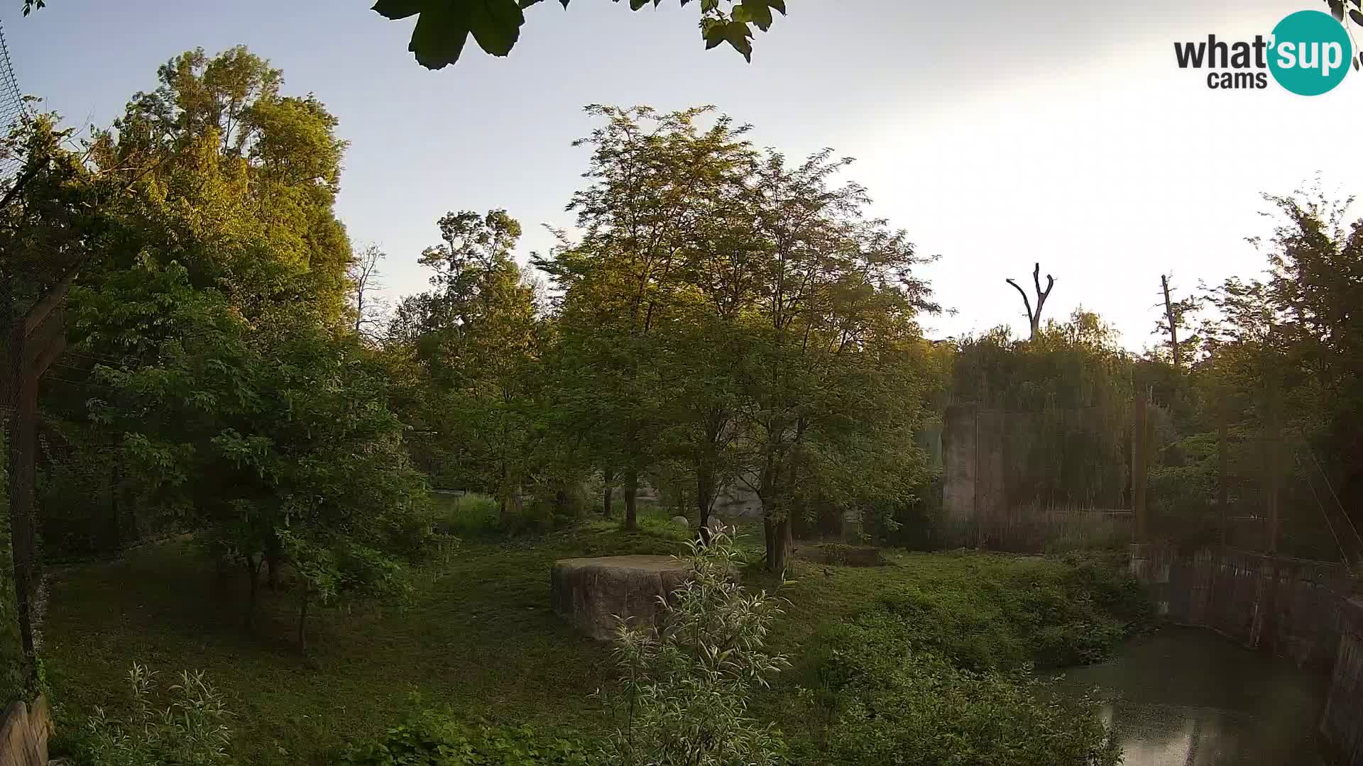 Zoo Zagreb – Lion