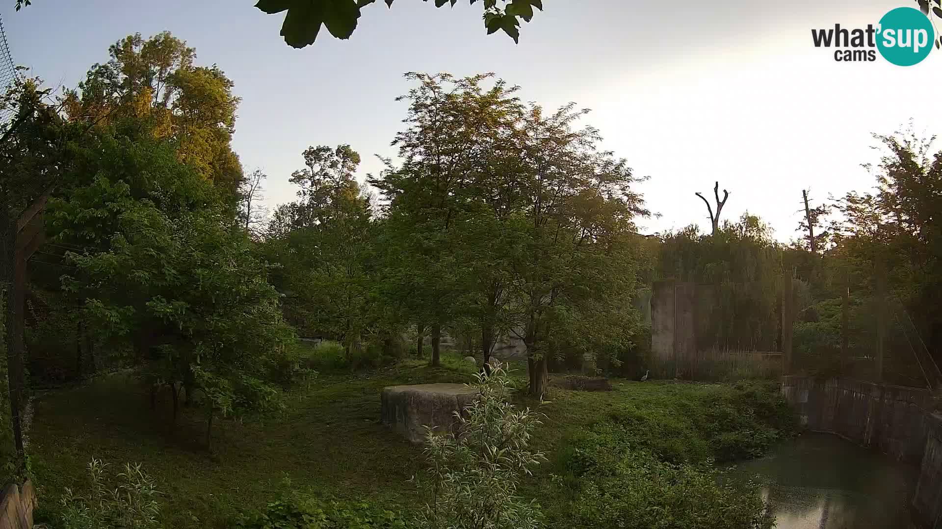 Zoo Zagreb – Lavovi
