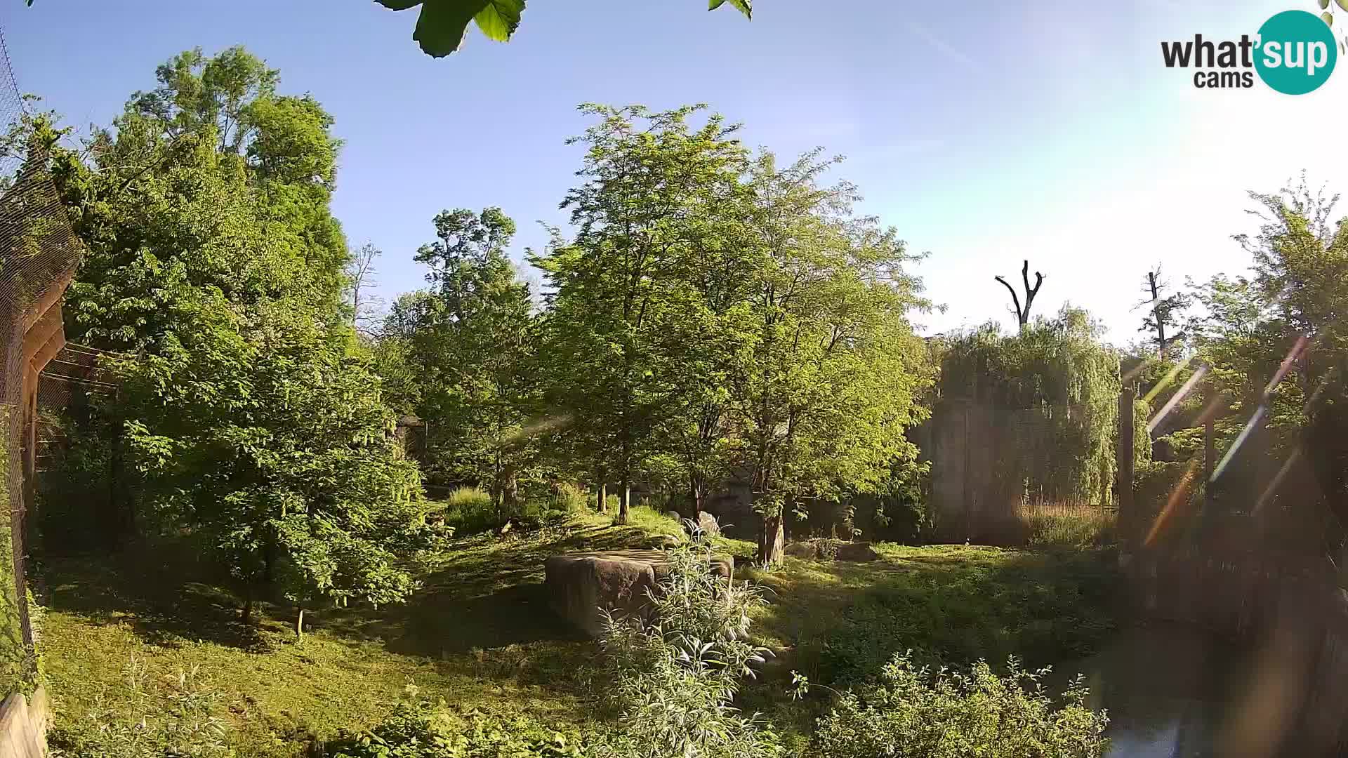 Zoo Zagreb – Lion