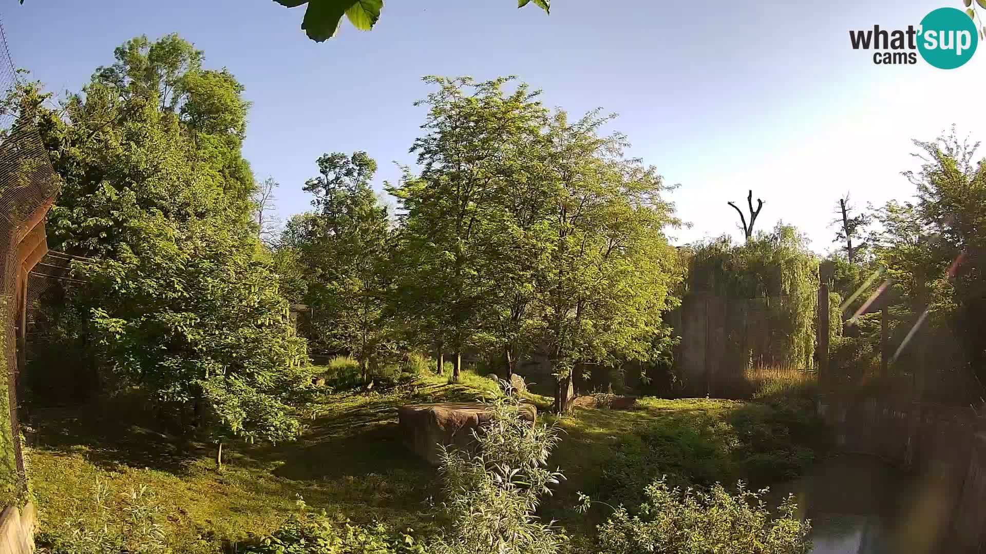 Zoo Zagreb – Löwen