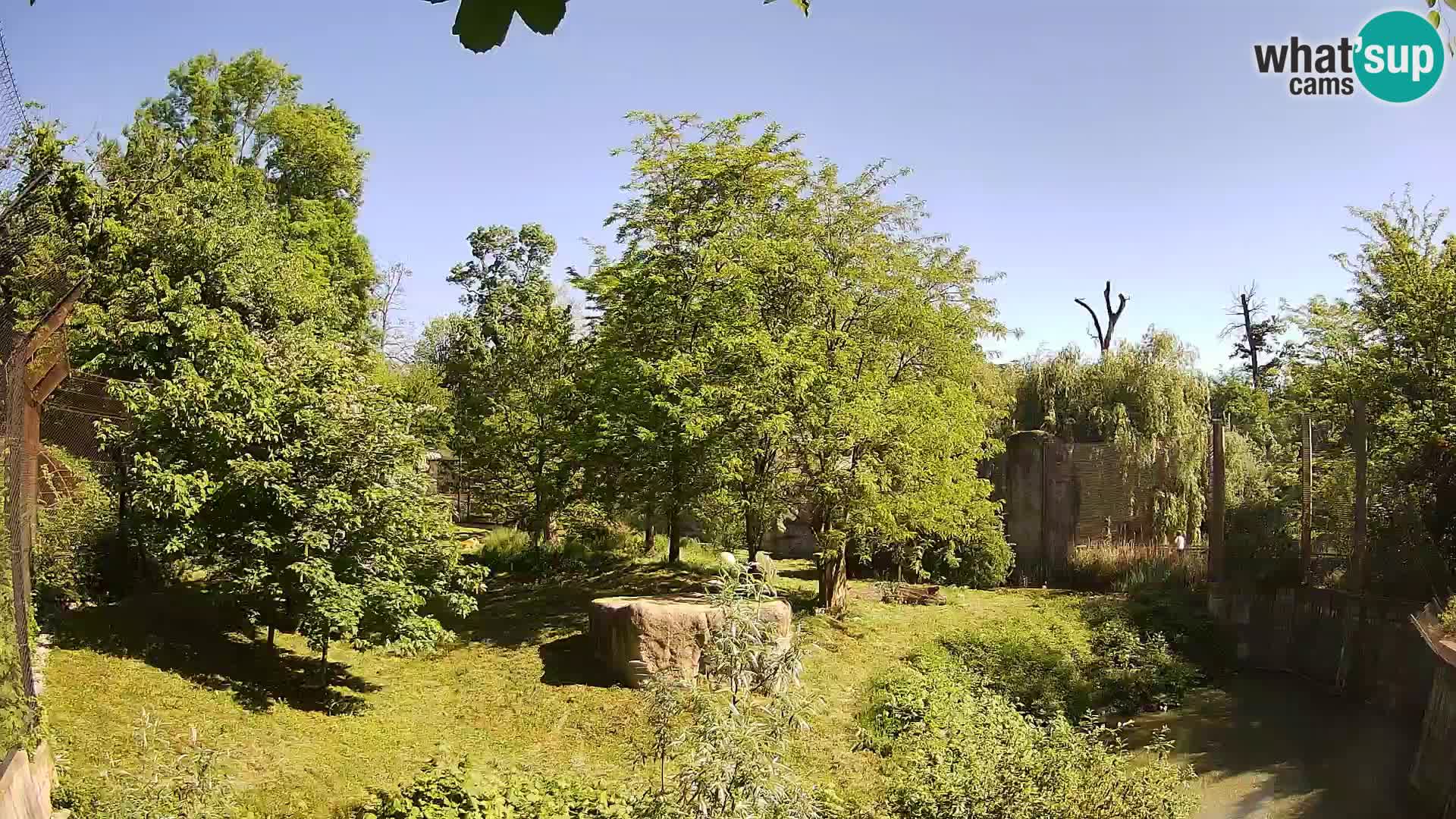 Zoo Zagreb – Löwen