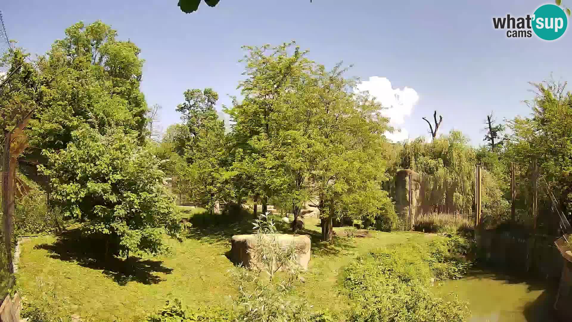Zoo Zagreb – Lavovi