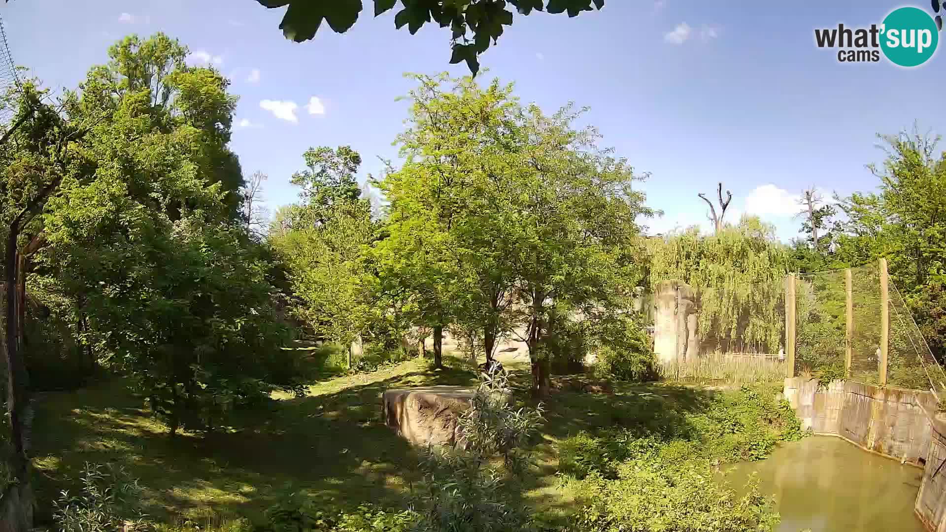 Spletna kamera Zoo Zagreb – Levi