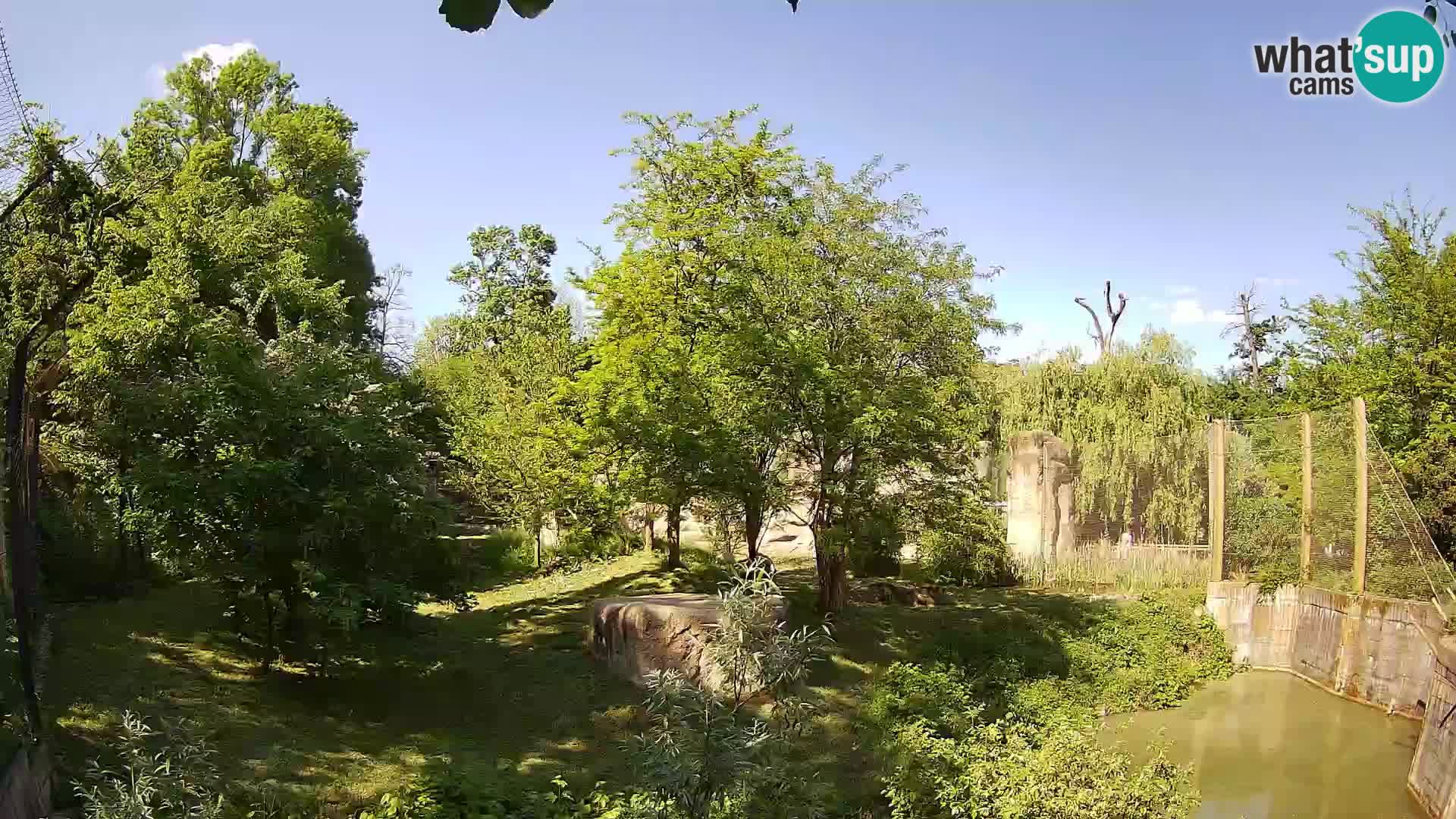 Spletna kamera Zoo Zagreb – Levi