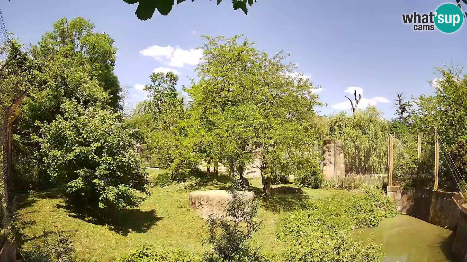 Spletna kamera Zoo Zagreb – Levi