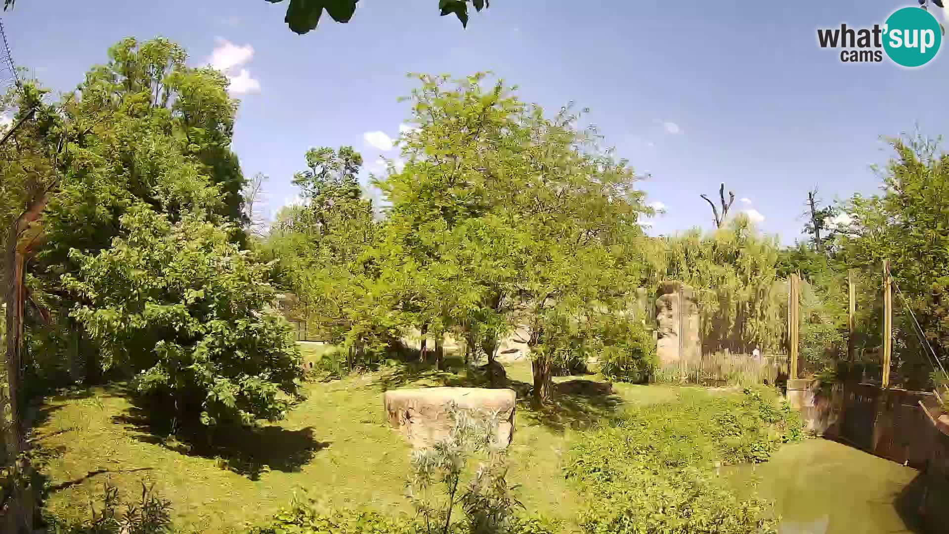Zoo Zagreb – Leones