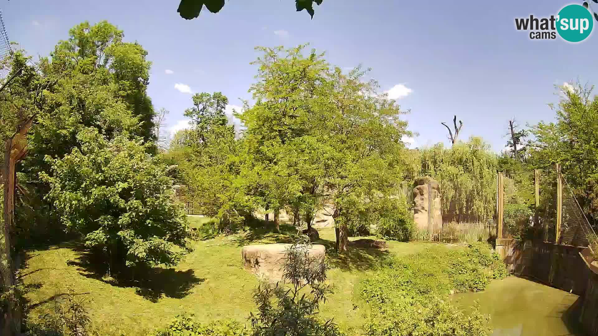 Zoo Zagreb – Leones