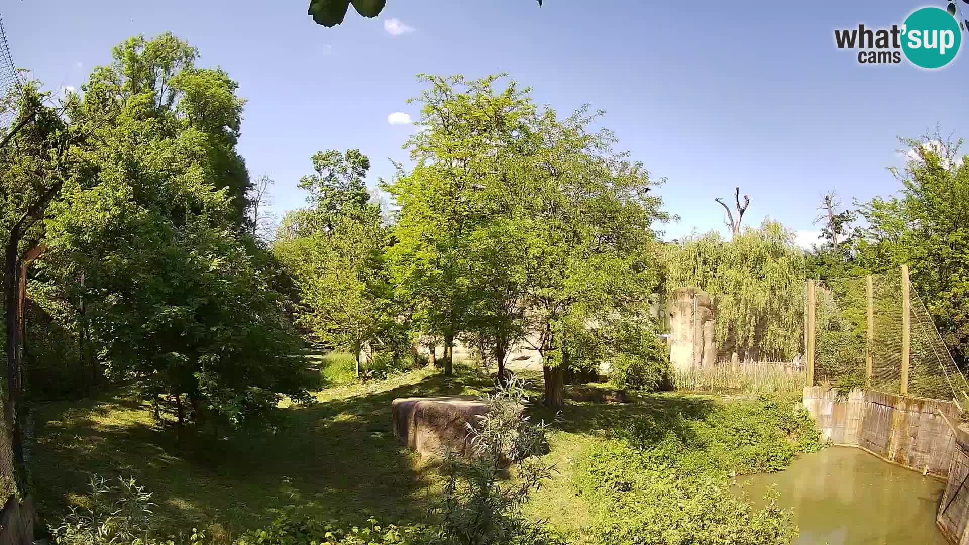 Zoo Zagreb – Lavovi