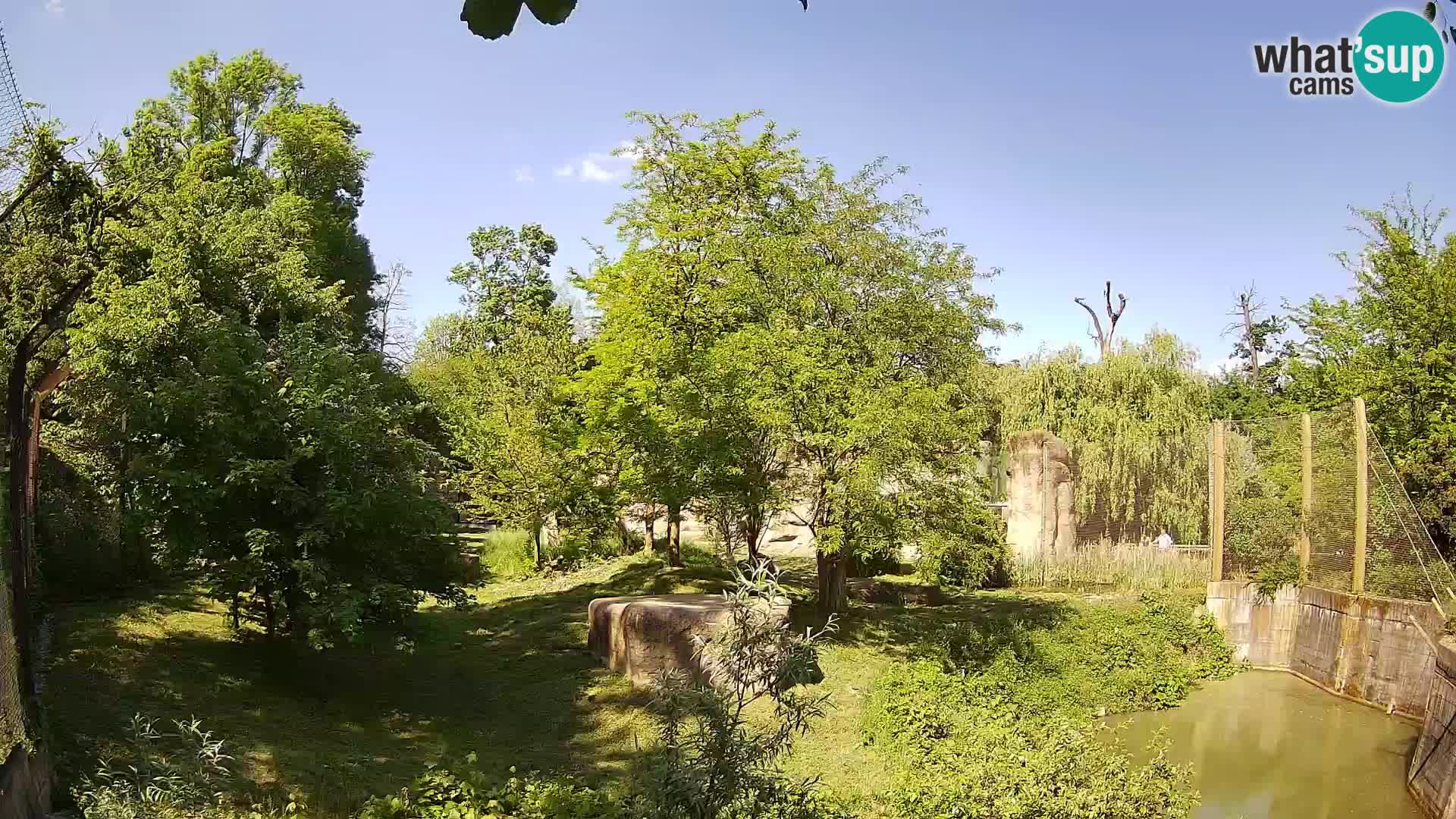 Zoo Zagreb – Lavovi