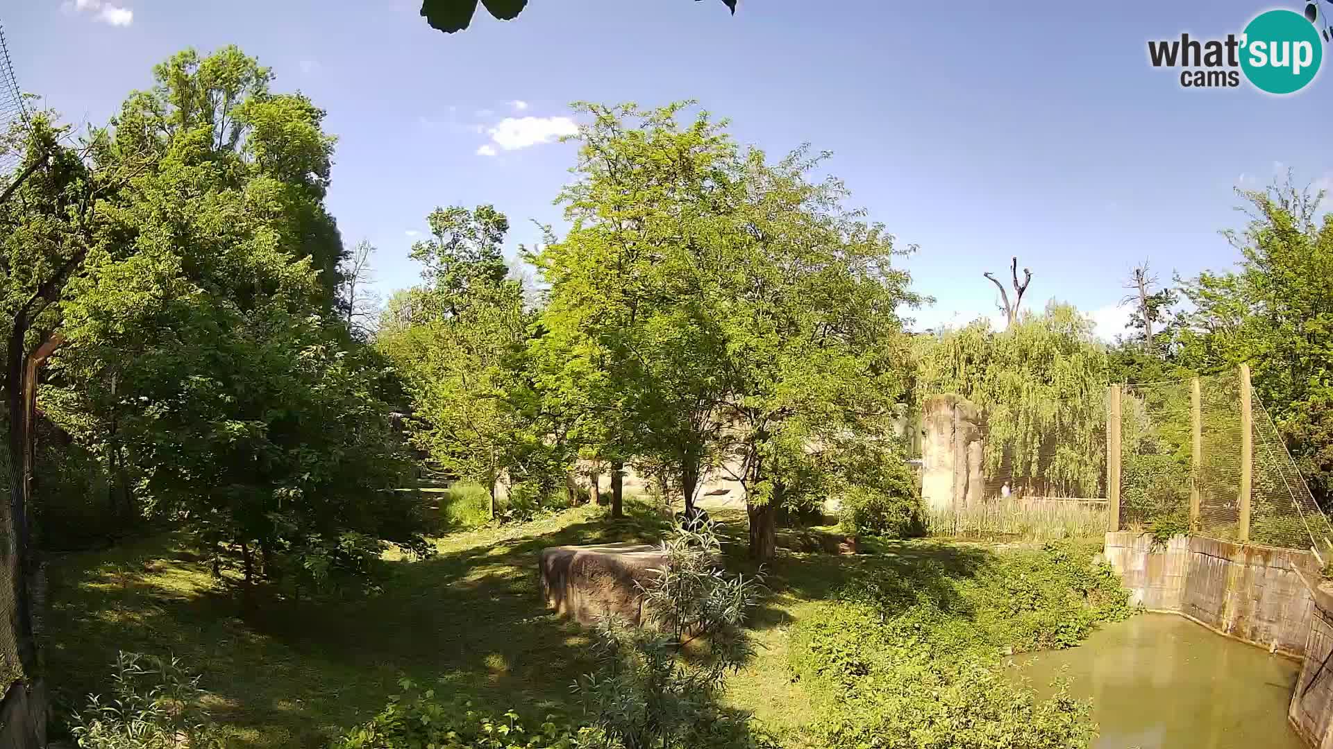 Zoo Zagreb – Lion