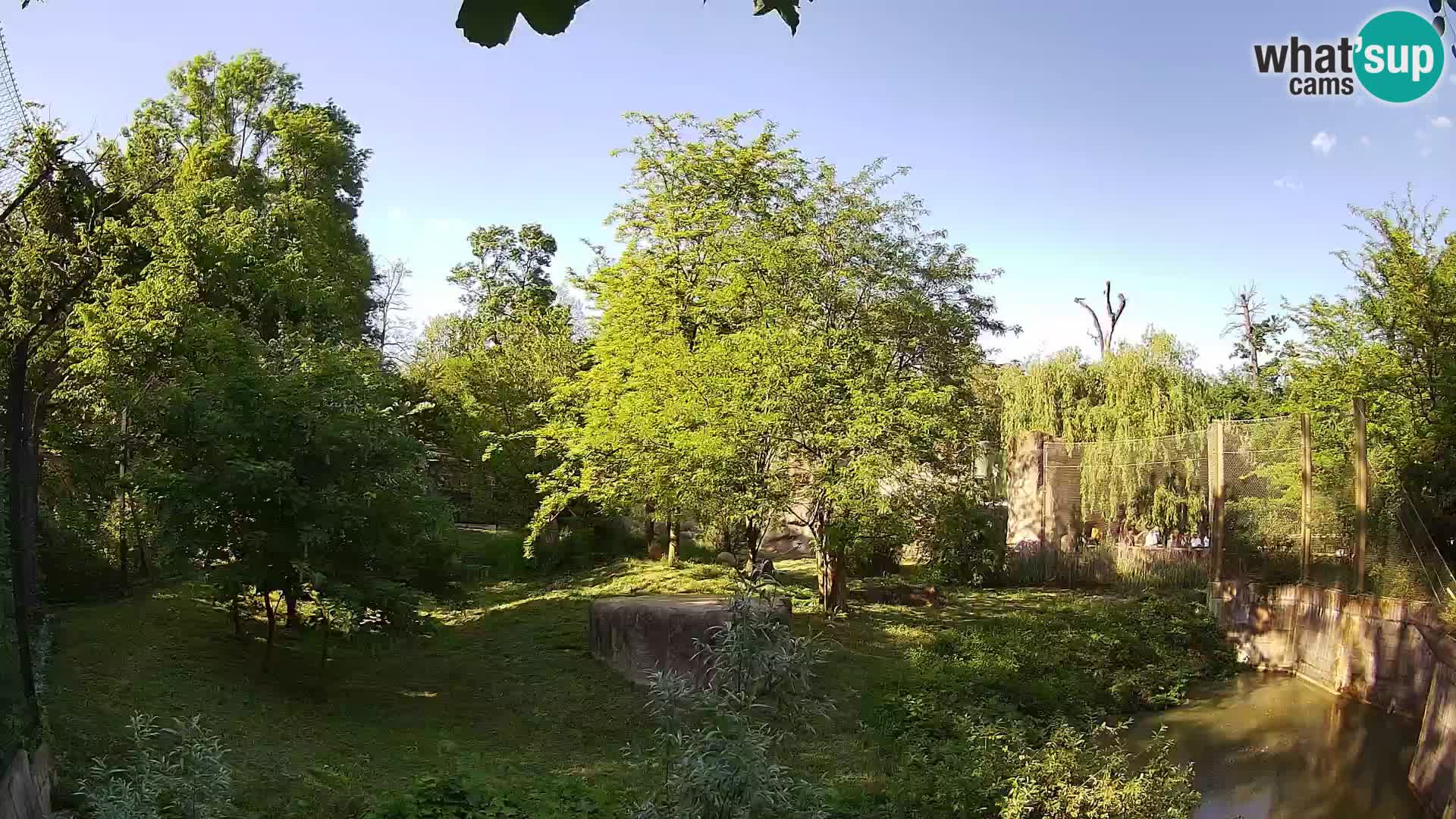 Zoo Zagreb – Löwen
