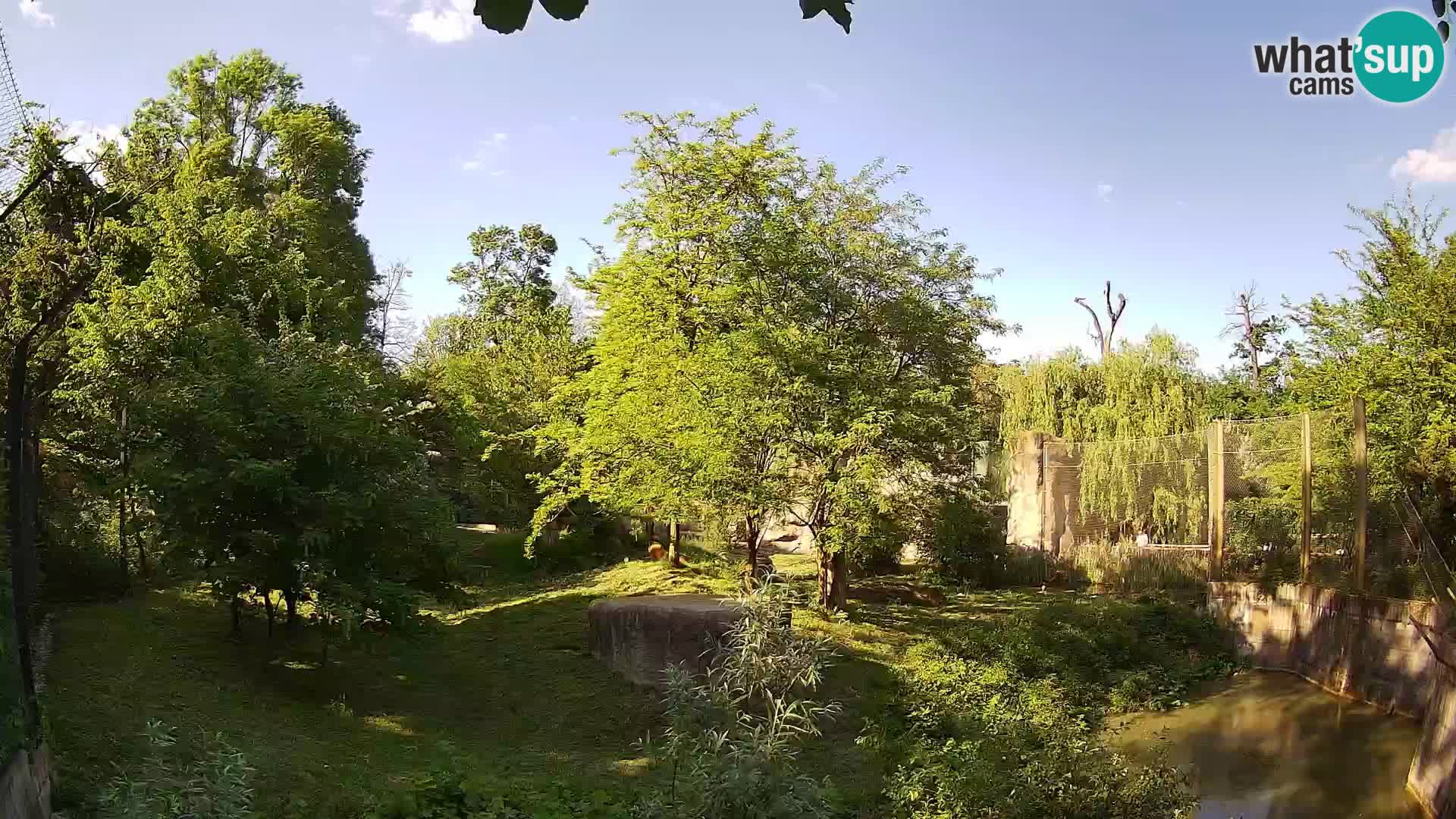 Spletna kamera Zoo Zagreb – Levi