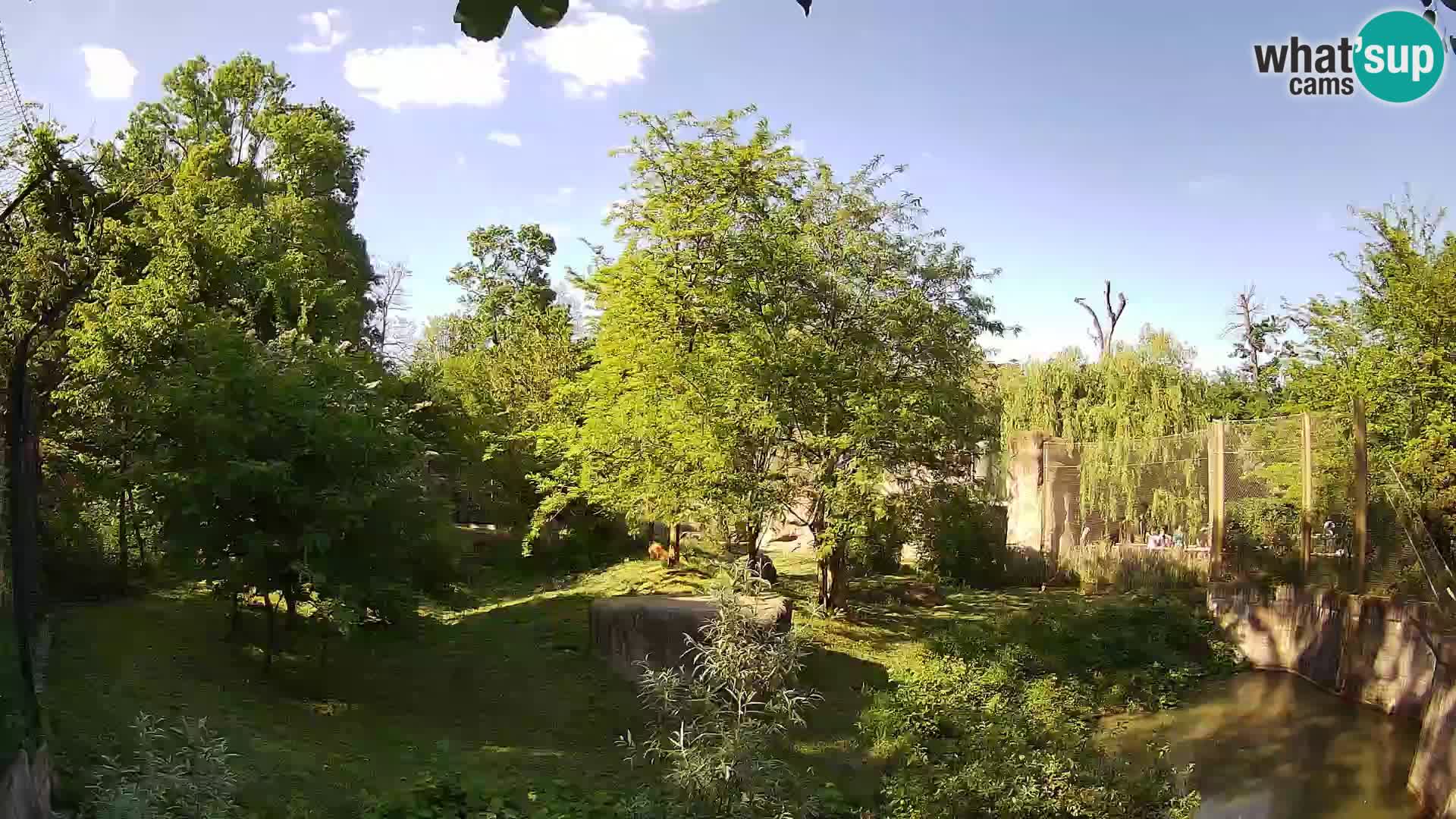 Zoo Zagreb – Leones