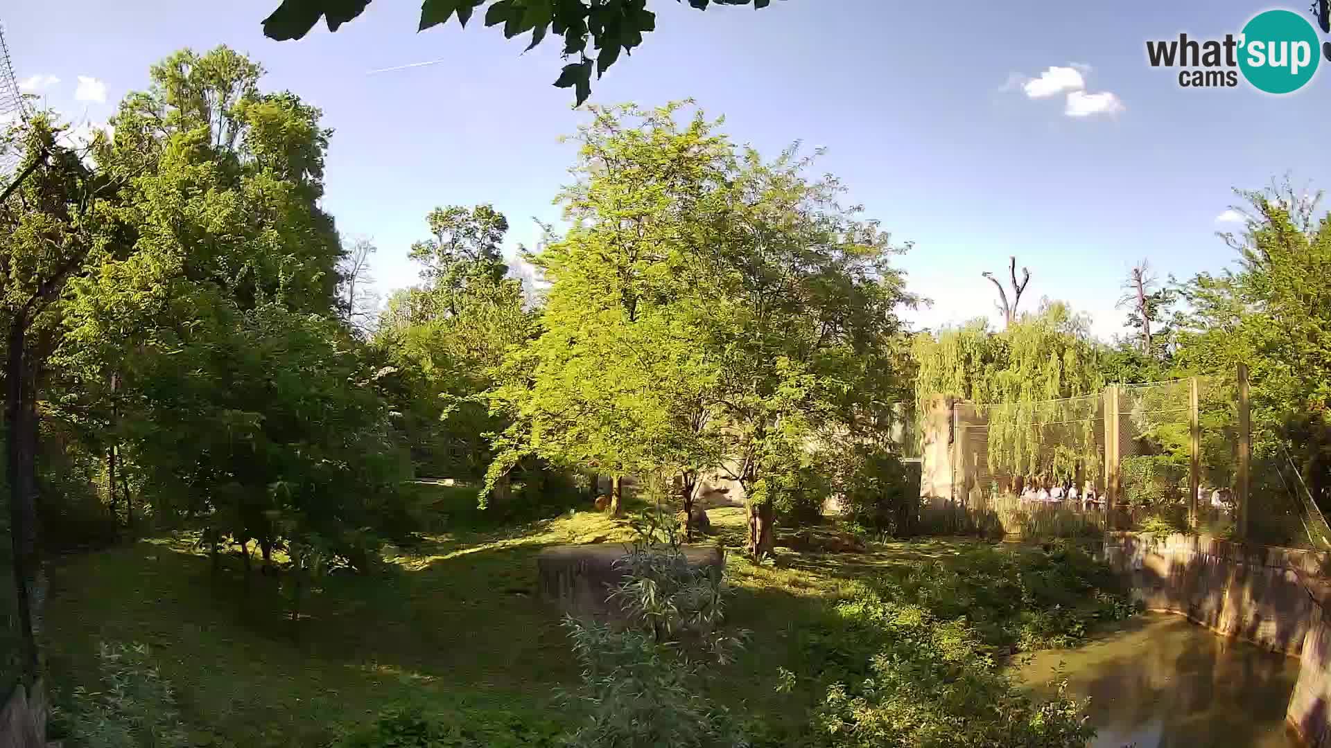 Zoo Zagreb – Leones